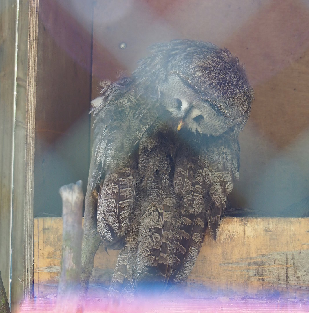 Eurasian Great Grey Owl (Strix nebulosa lapponica), 2023-05-19