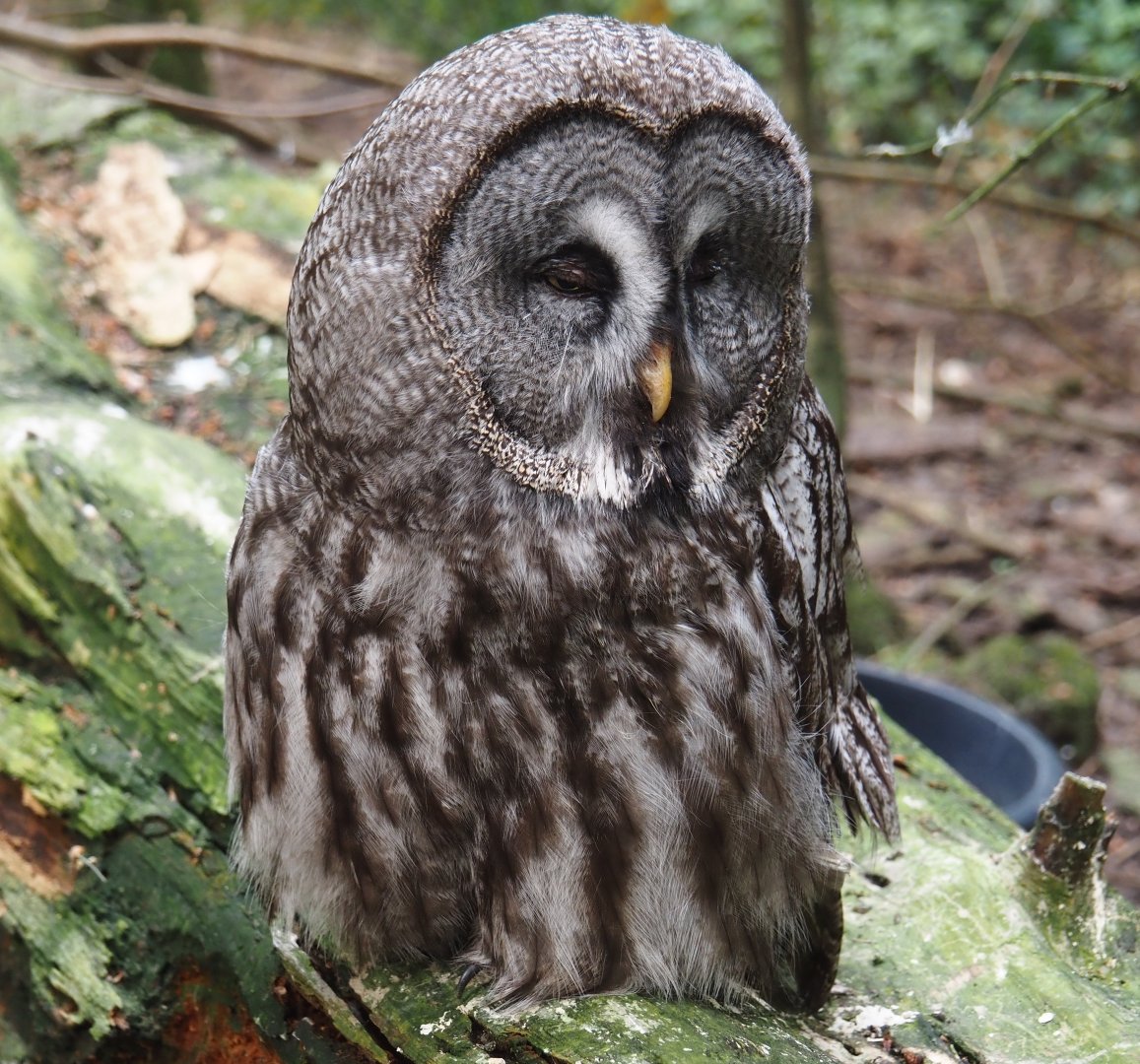 Eurasian Great grey owl (Strix nebulosa lapponica), 2024-05-21