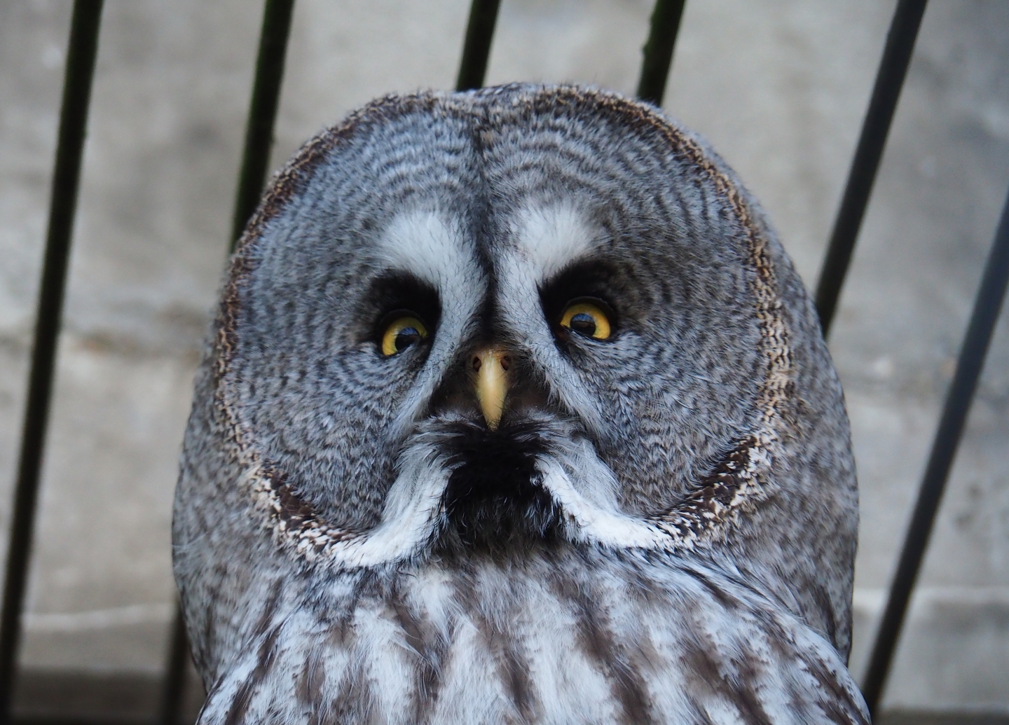 Eurasian great grey owl (Strix nebulosa lapponica), Feb 27th, 2019