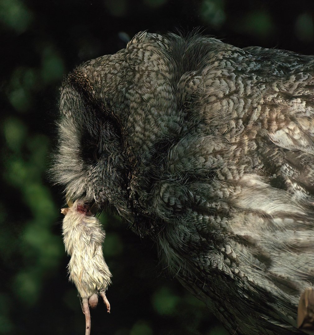 Eurasian Great grey owl (Strix nebulosa lapponica) with prey, 2008-08-06