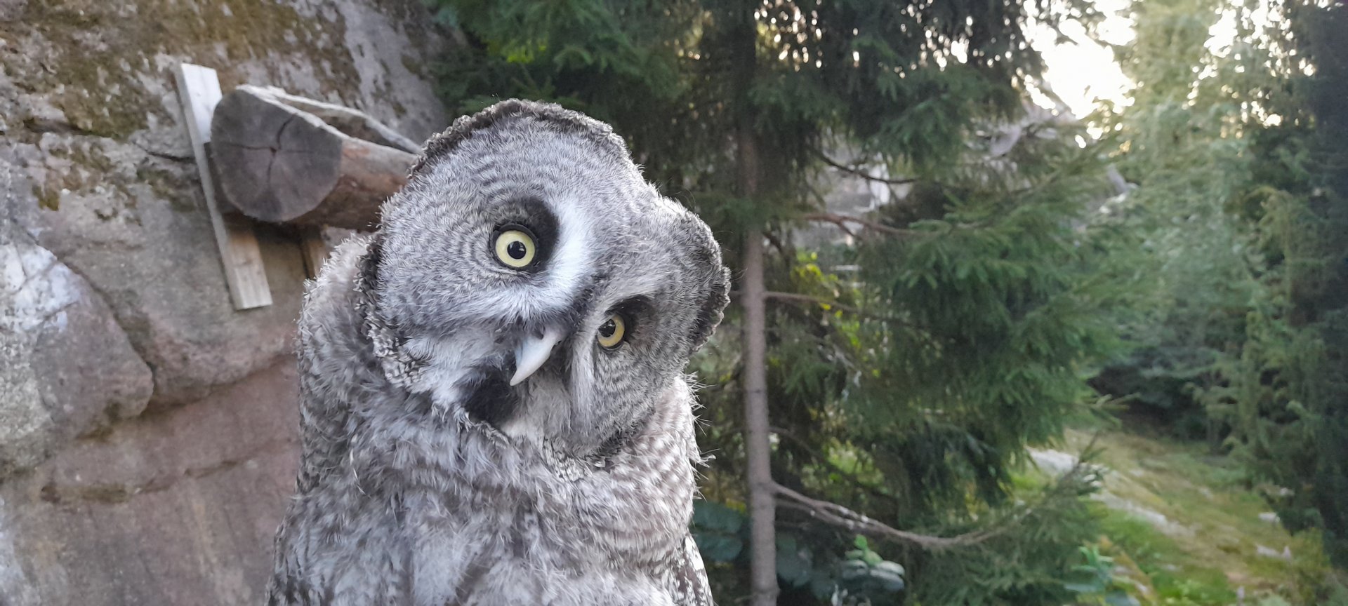 Eurasian great grey owl (Strix nebulosa lapponica)