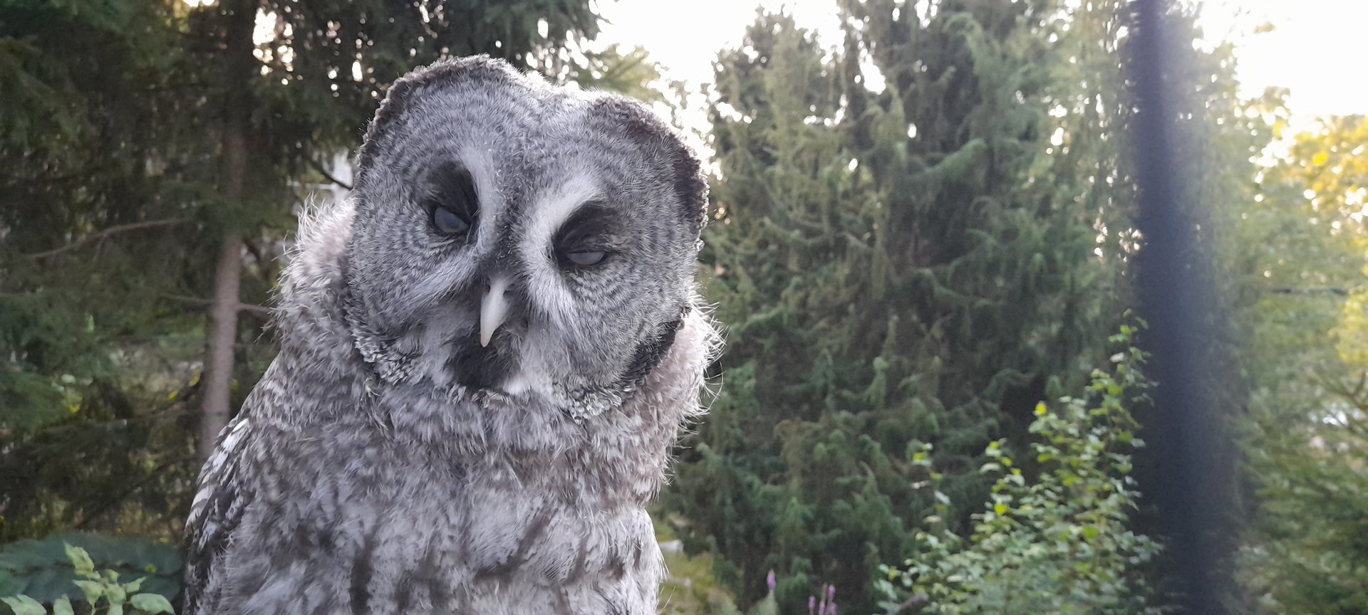 Eurasian great grey owl (Strix nebulosa lapponica)