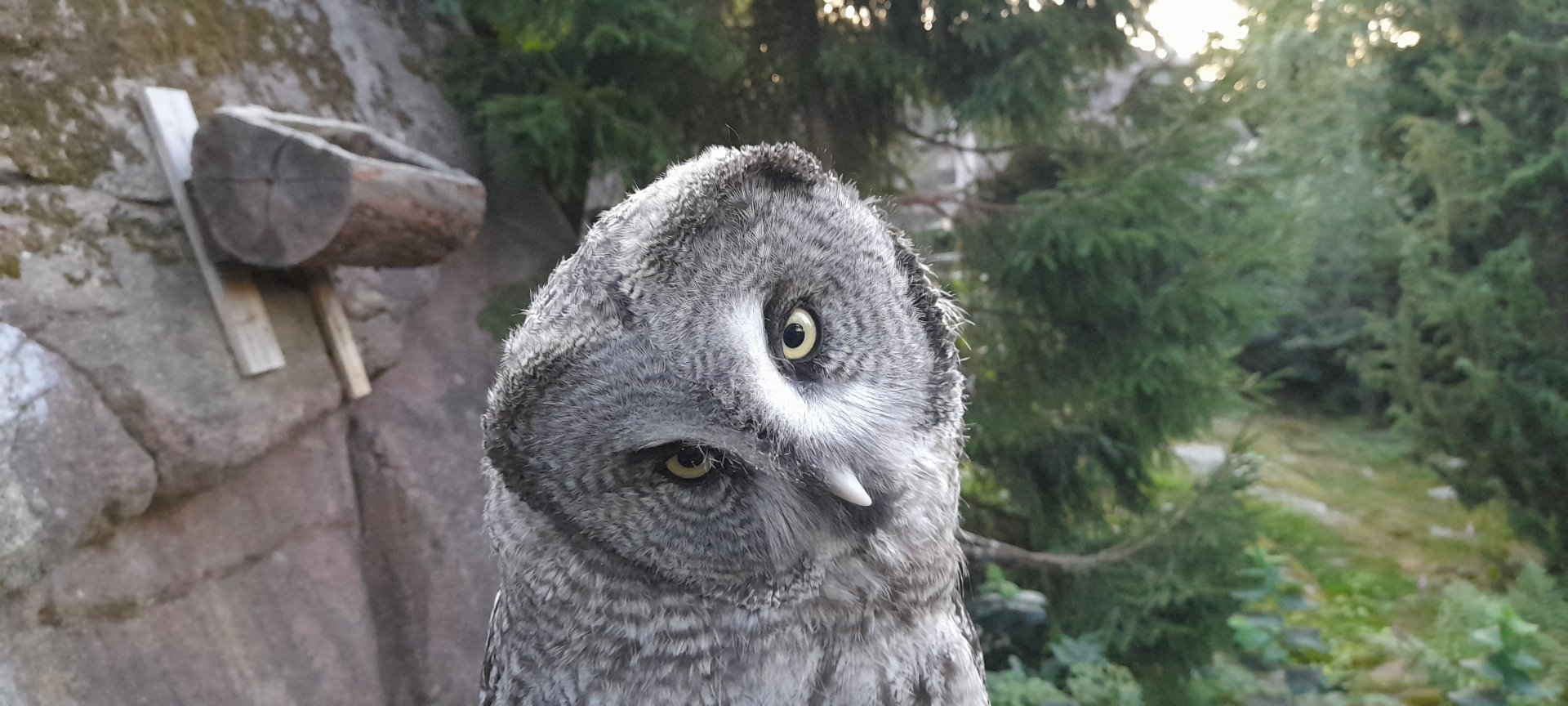 Eurasian great grey owl (Strix nebulosa)