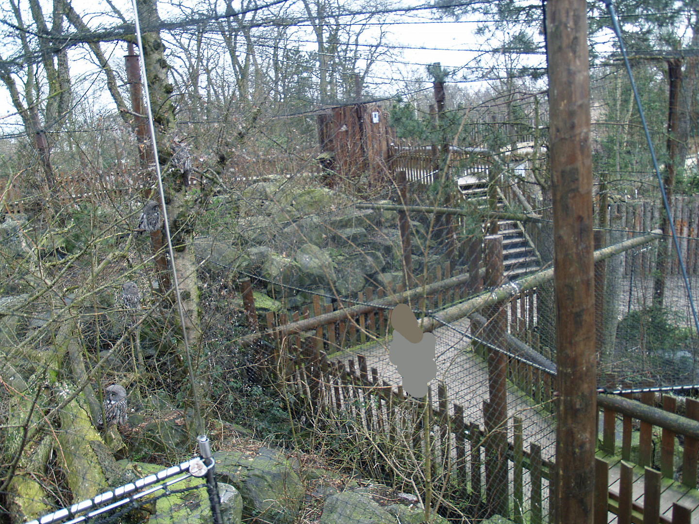 Eurasian great grey owl with walkway underneath, 2008-03-01