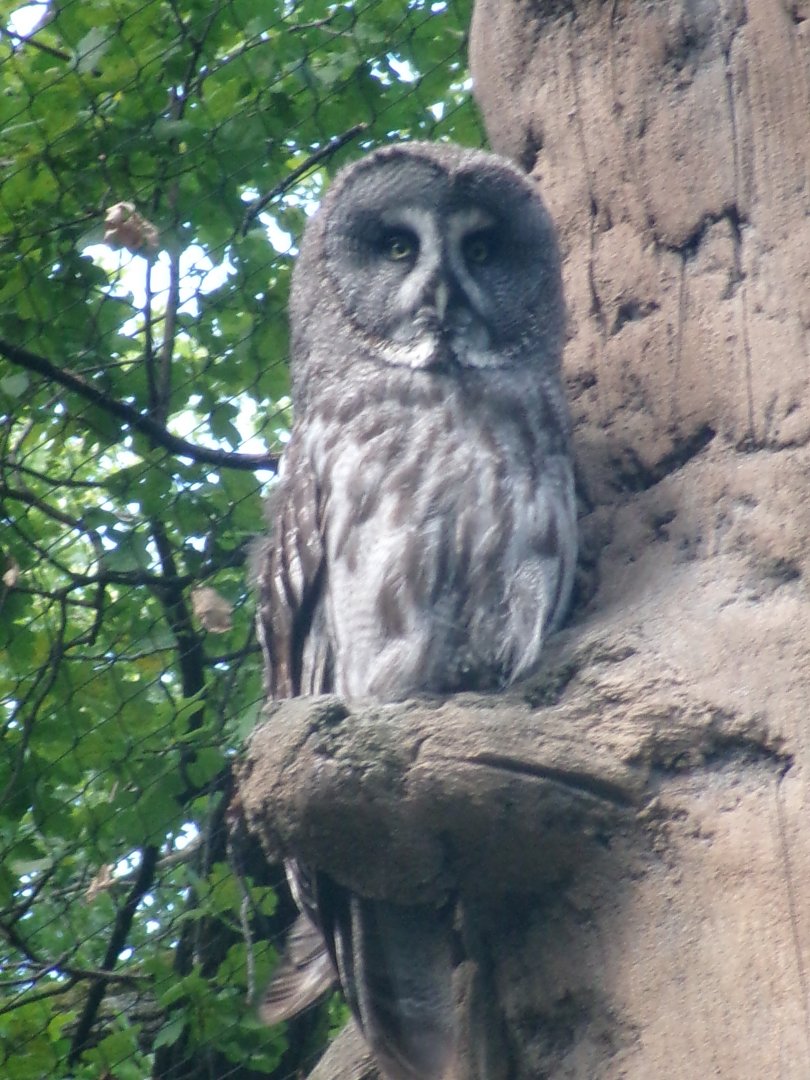 Eurasian Great grey owl