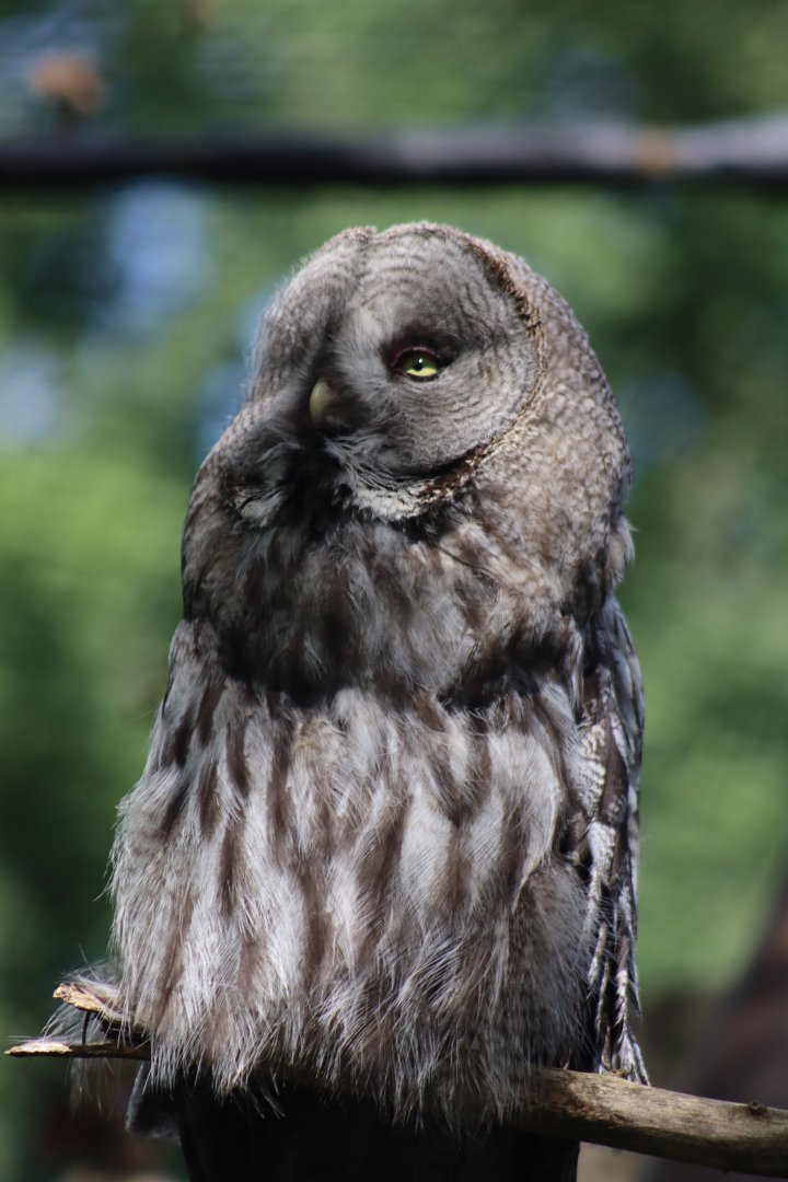 Eurasian Great Grey Owl