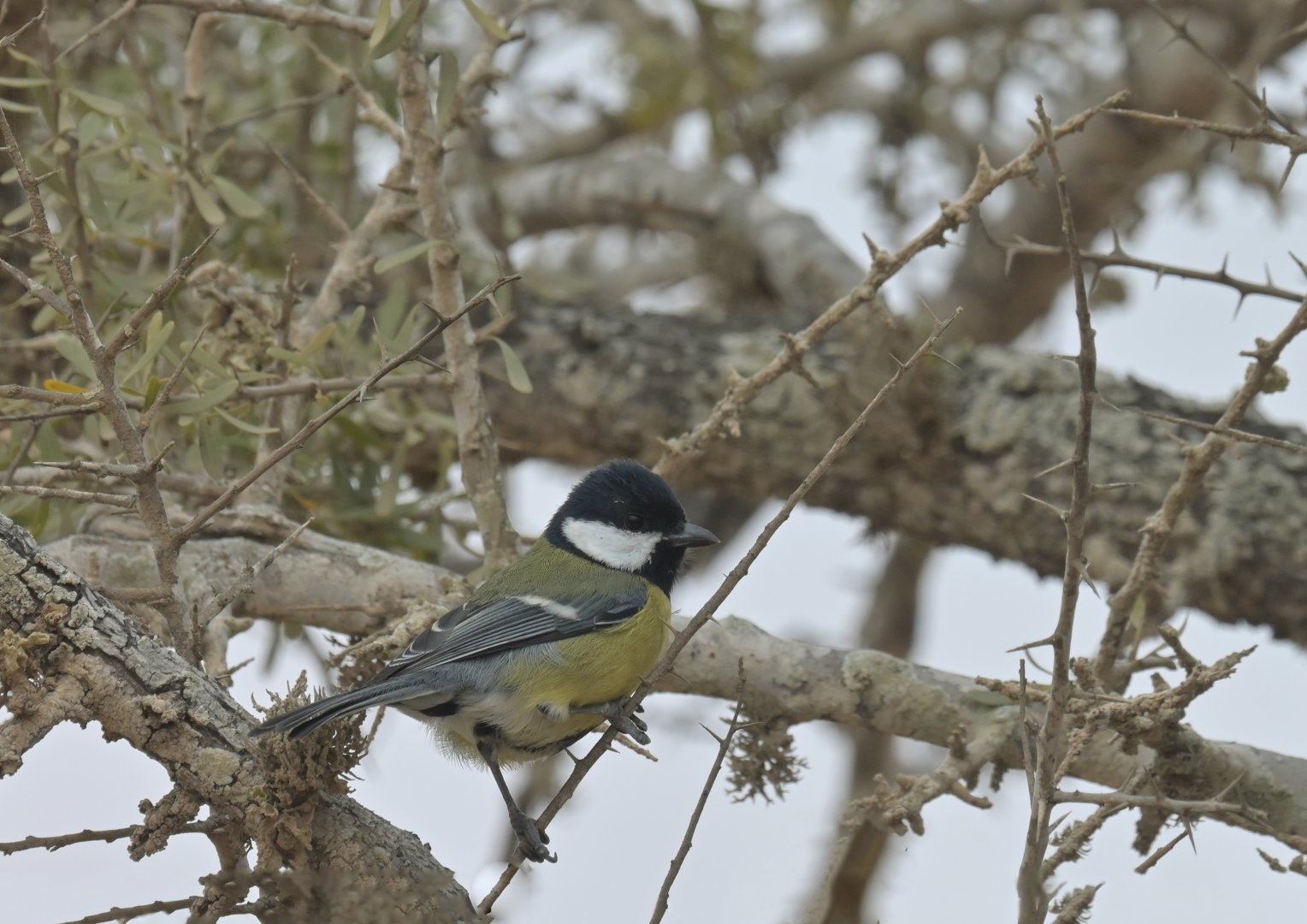 Eurasian Great Tit Parus major excelsus