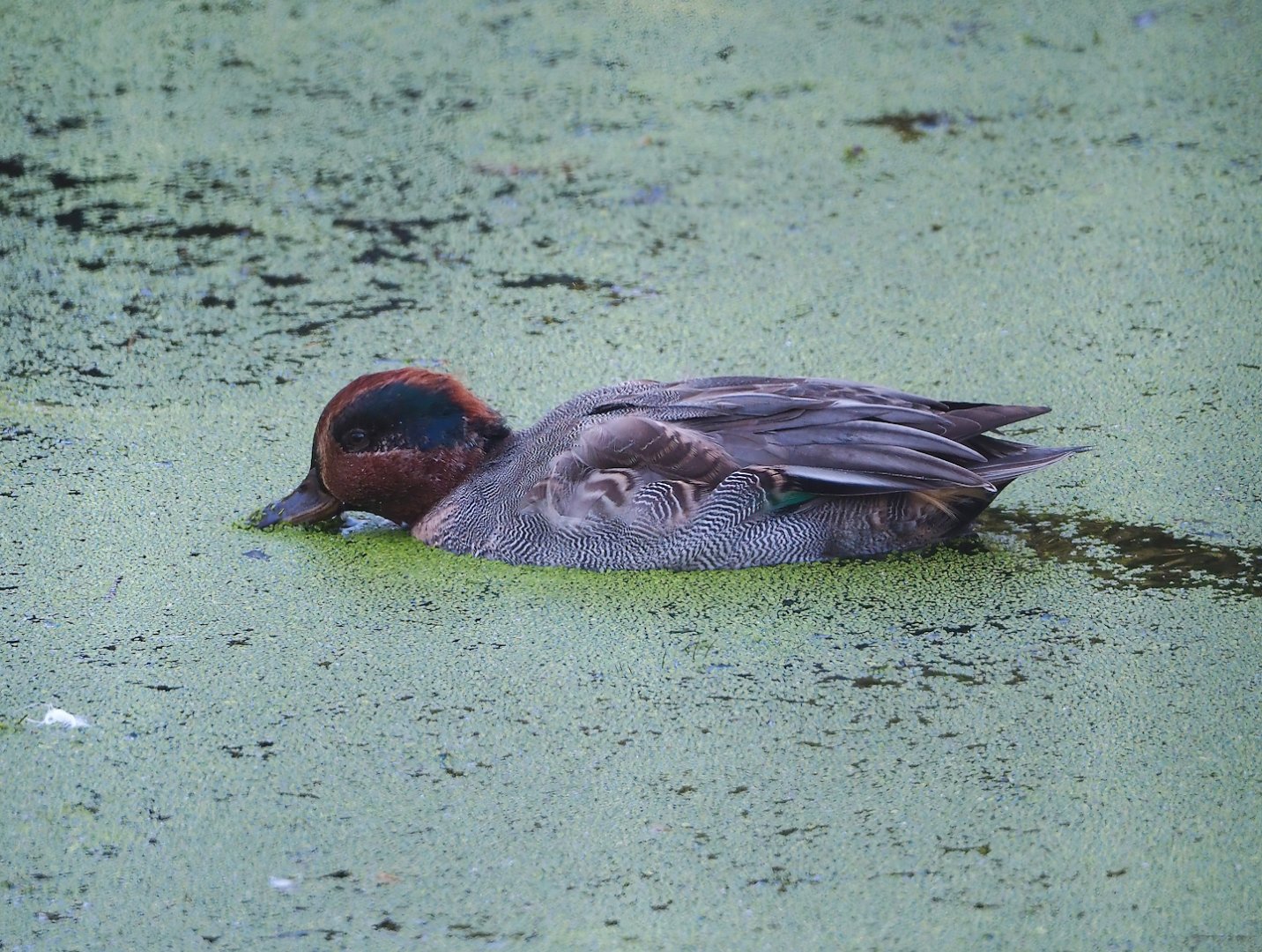 Eurasian green-winged teal (Anas crecca crecca), 2023-09-24