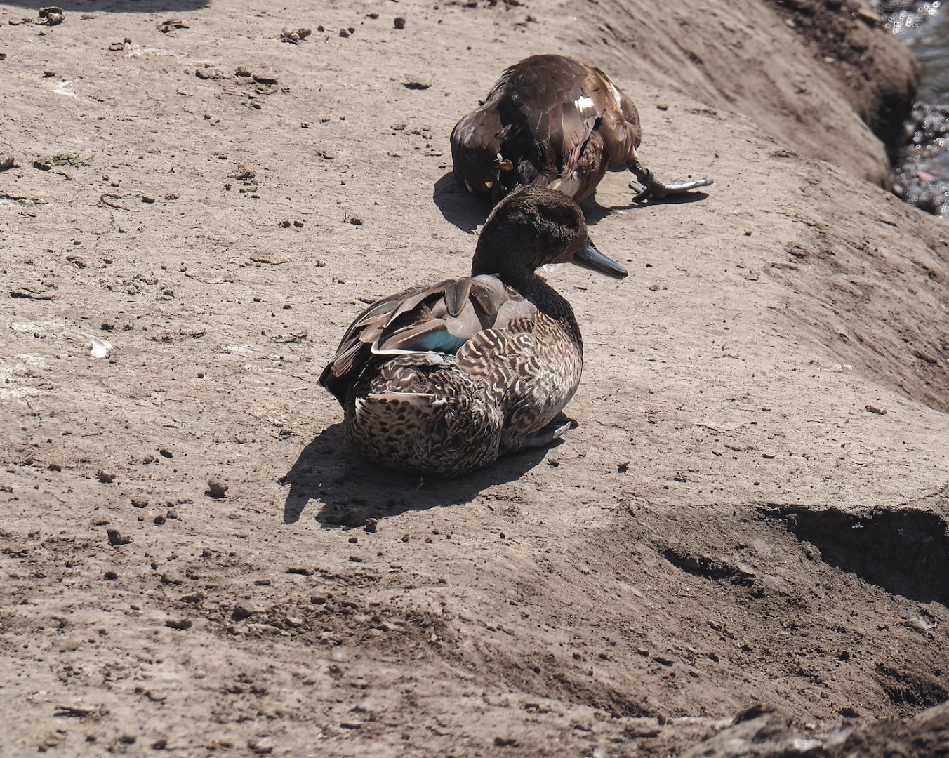 Eurasian green-winged teal (Anas crecca crecca), 2024-06-30