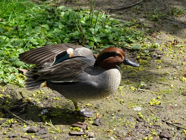 Eurasian green-winged teal (Anas crecca crecca)