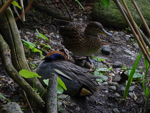 Eurasian green-winged teal) (Anas crecca crecca)
