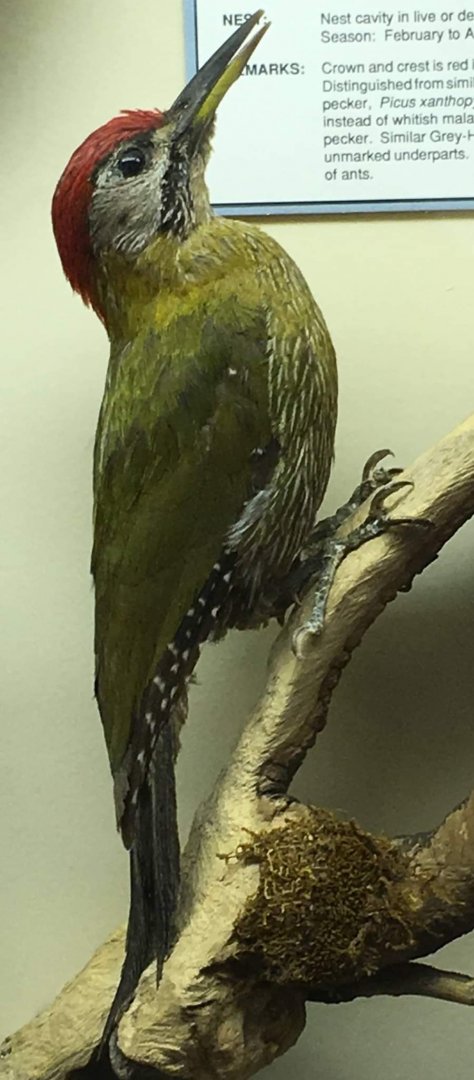 Eurasian green woodpecker (Picus viridis)