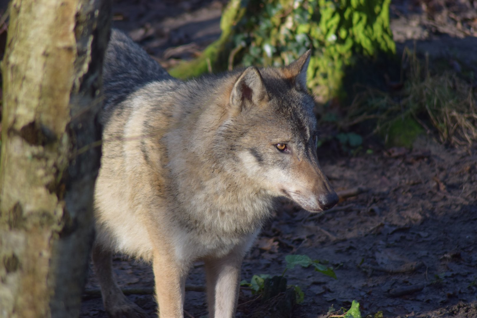 Eurasian Grey Wolf, 18/01/22