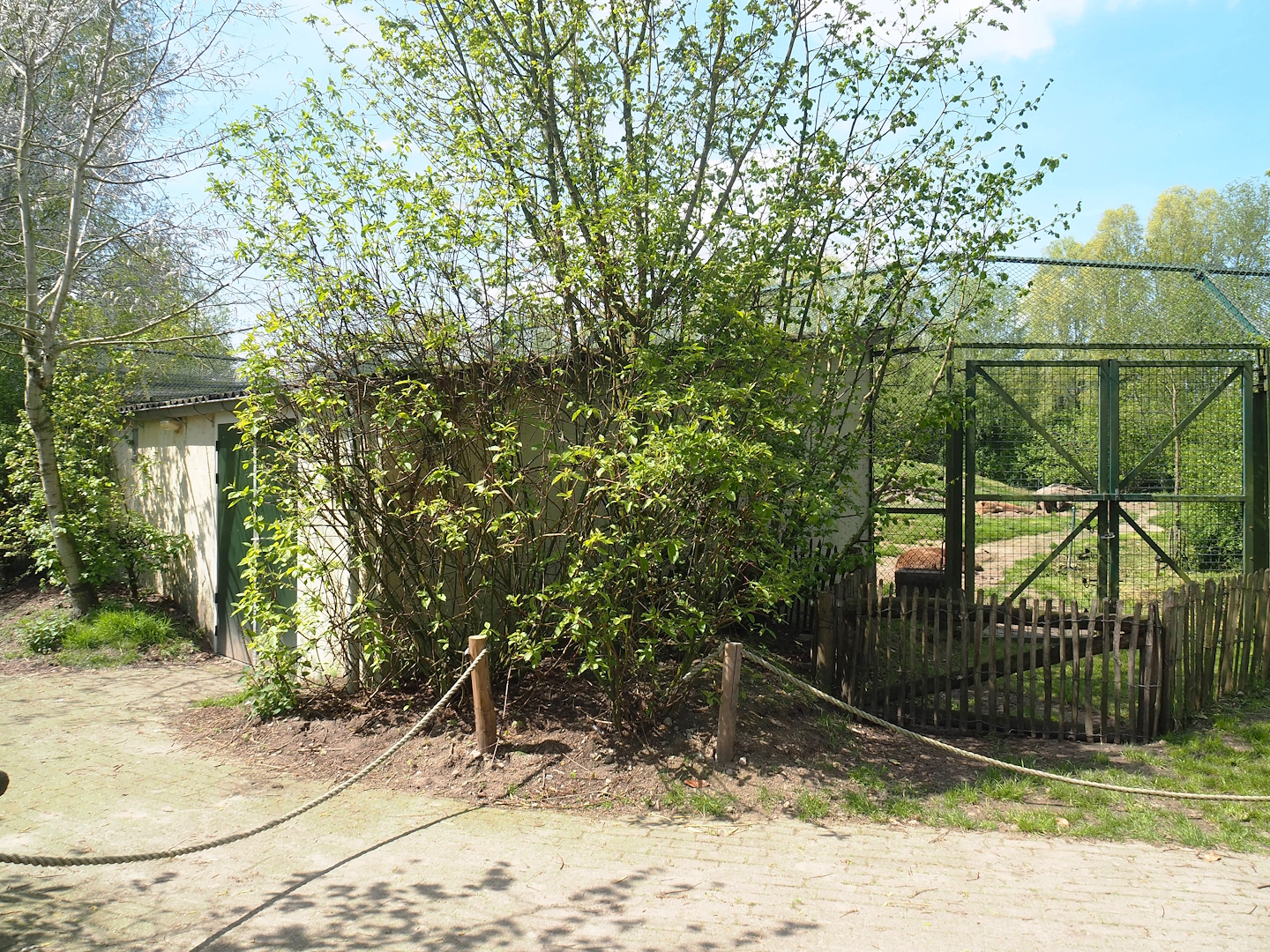 Eurasian grey wolf and European brown bear holding building, 2023-04-30