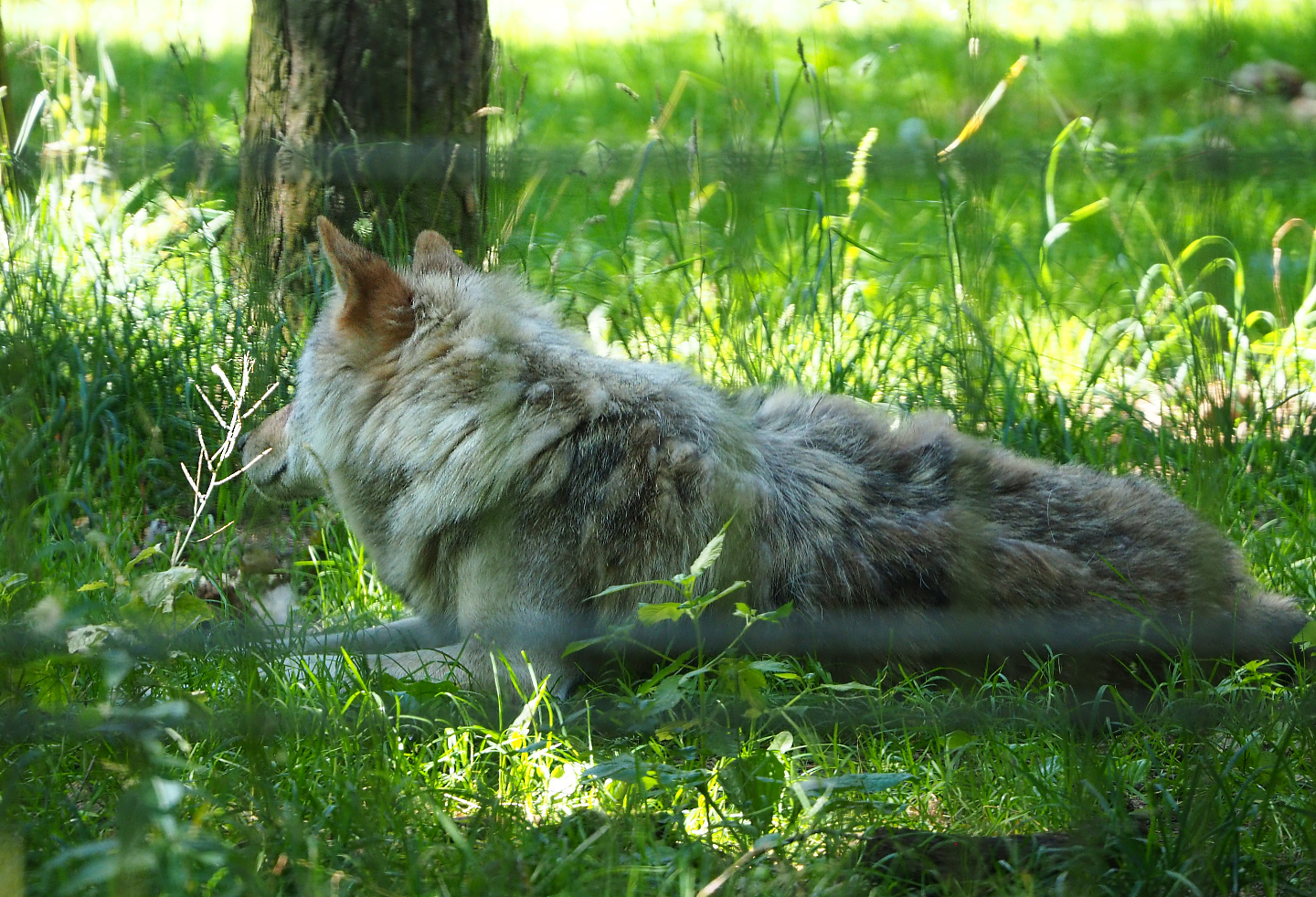 Eurasian grey wolf (Canis lupus lupus), 2020-07-15