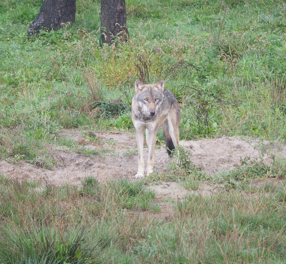 Eurasian grey wolf (Canis lupus lupus), 2022-09-15