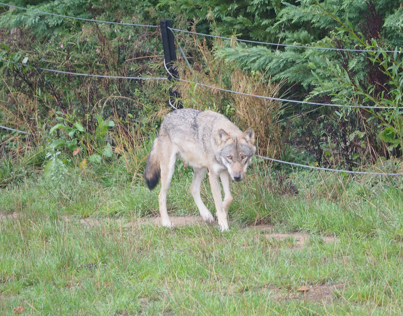 Eurasian grey wolf (Canis lupus lupus), 2022-09-15