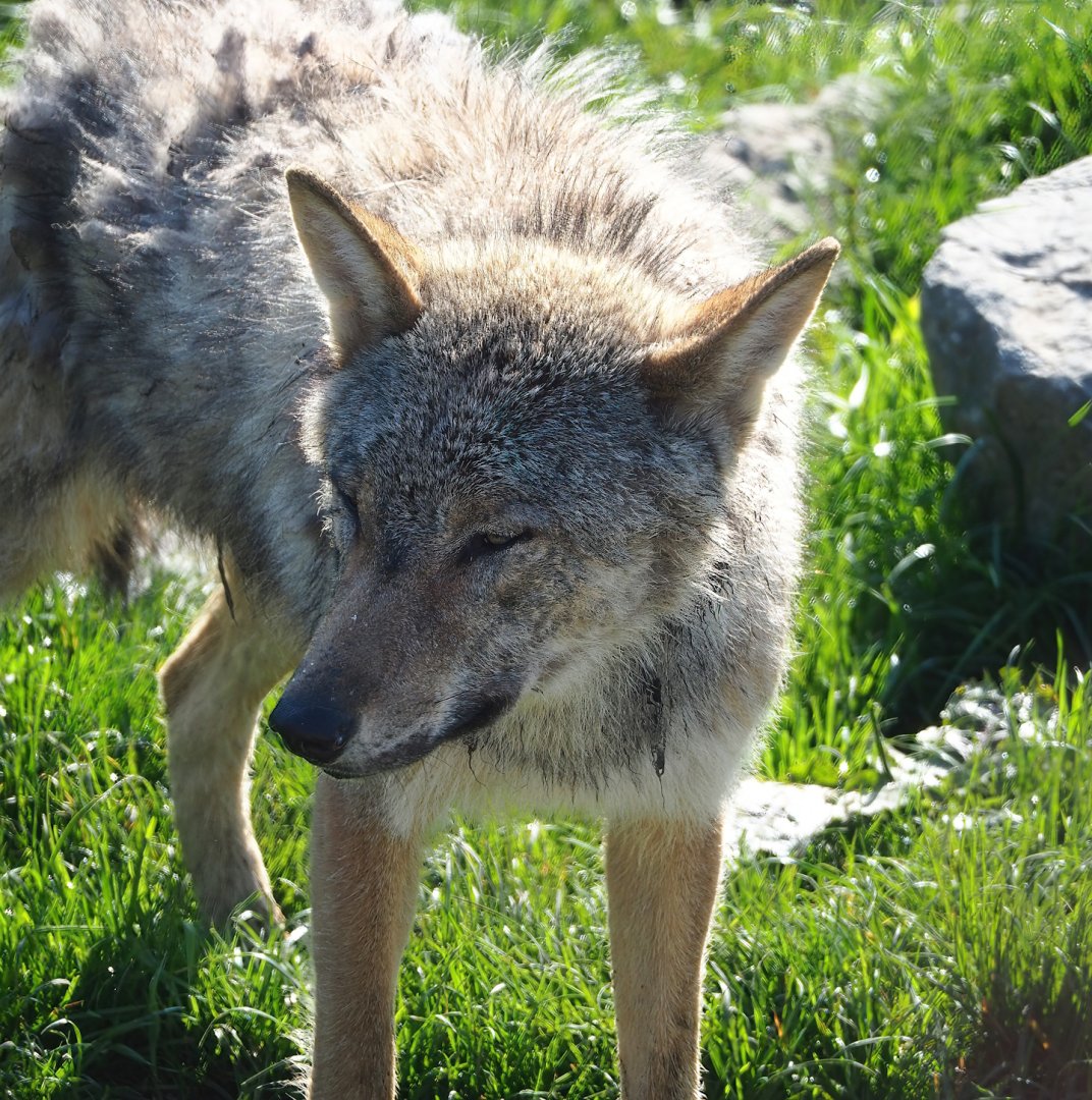 Eurasian grey wolf (Canis lupus lupus), 2023-05-16