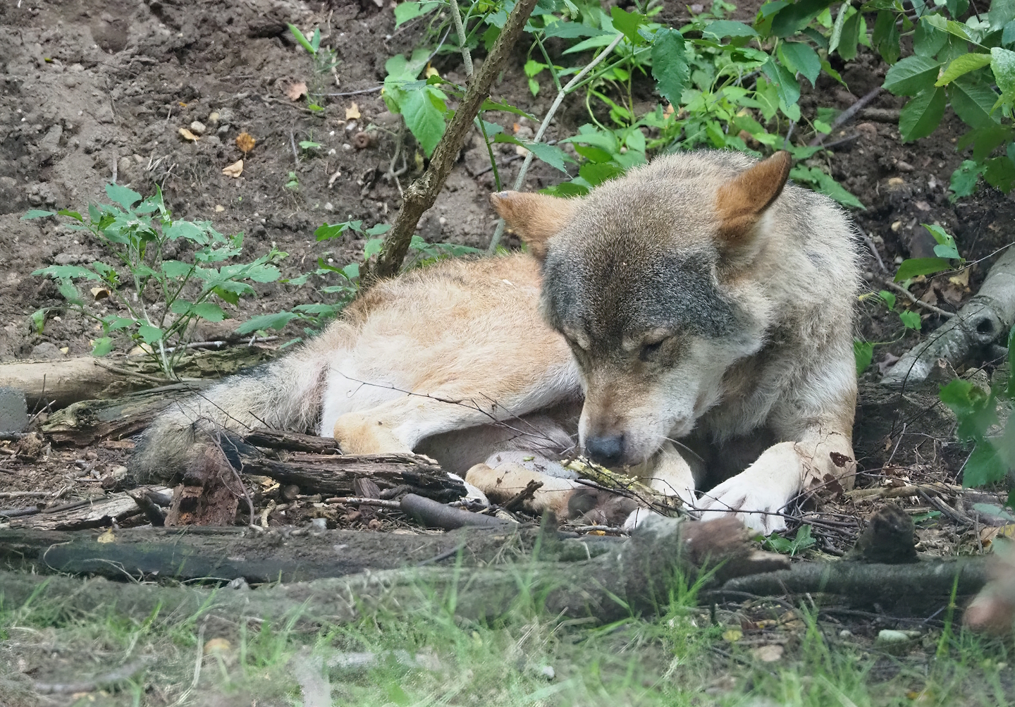 Eurasian grey wolf (Canis lupus lupus), 2023-08-17