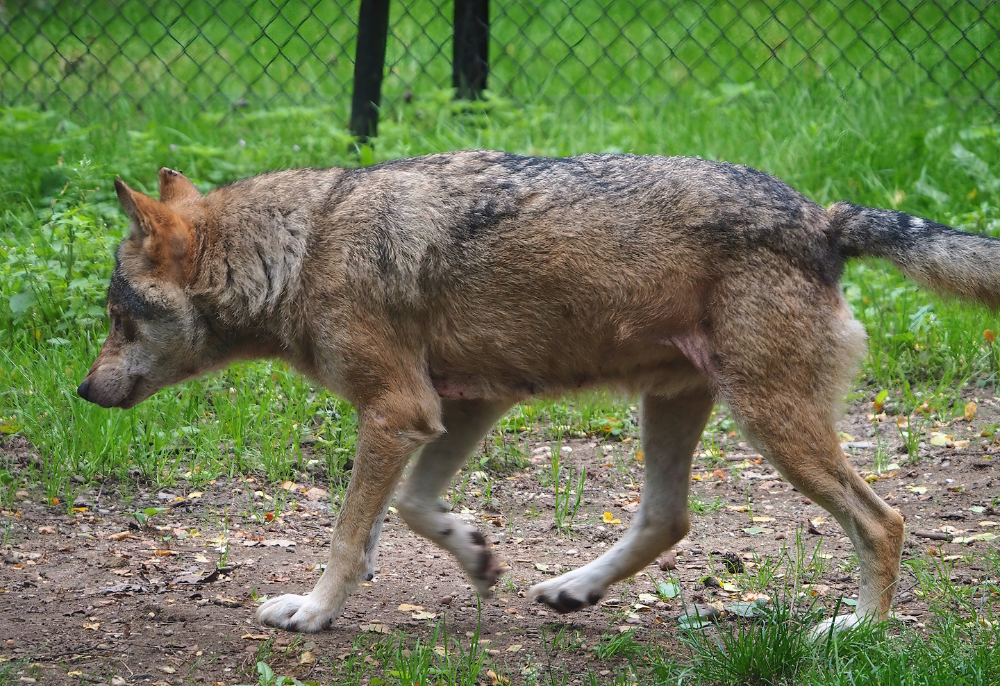 Eurasian grey wolf (Canis lupus lupus), 2023-08-17