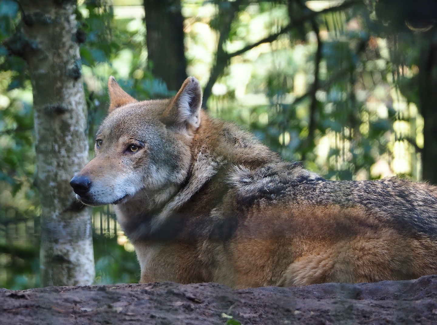 Eurasian grey wolf (Canis lupus lupus), 2023-09-24