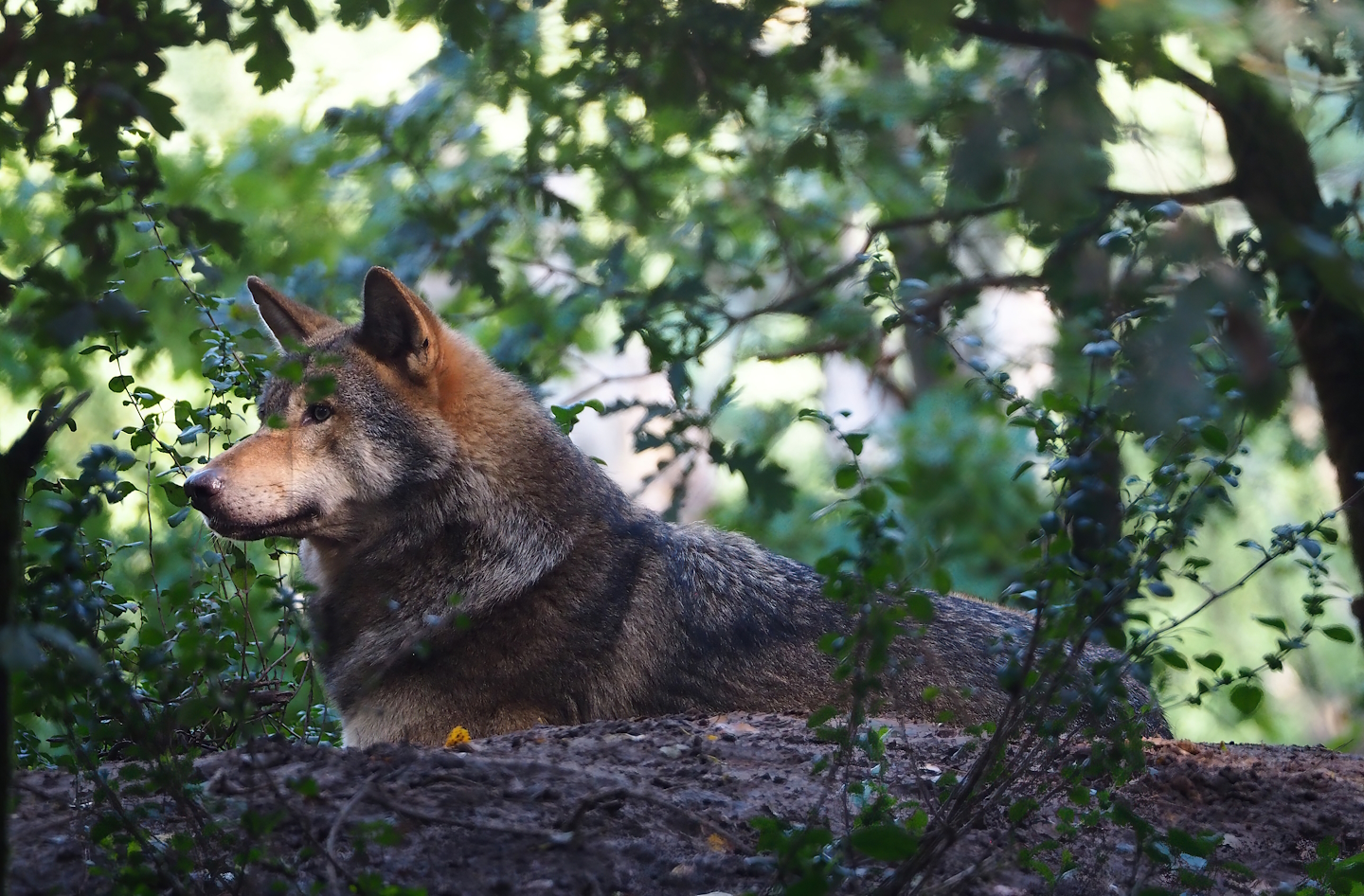 Eurasian grey wolf (Canis lupus lupus), 2023-09-24