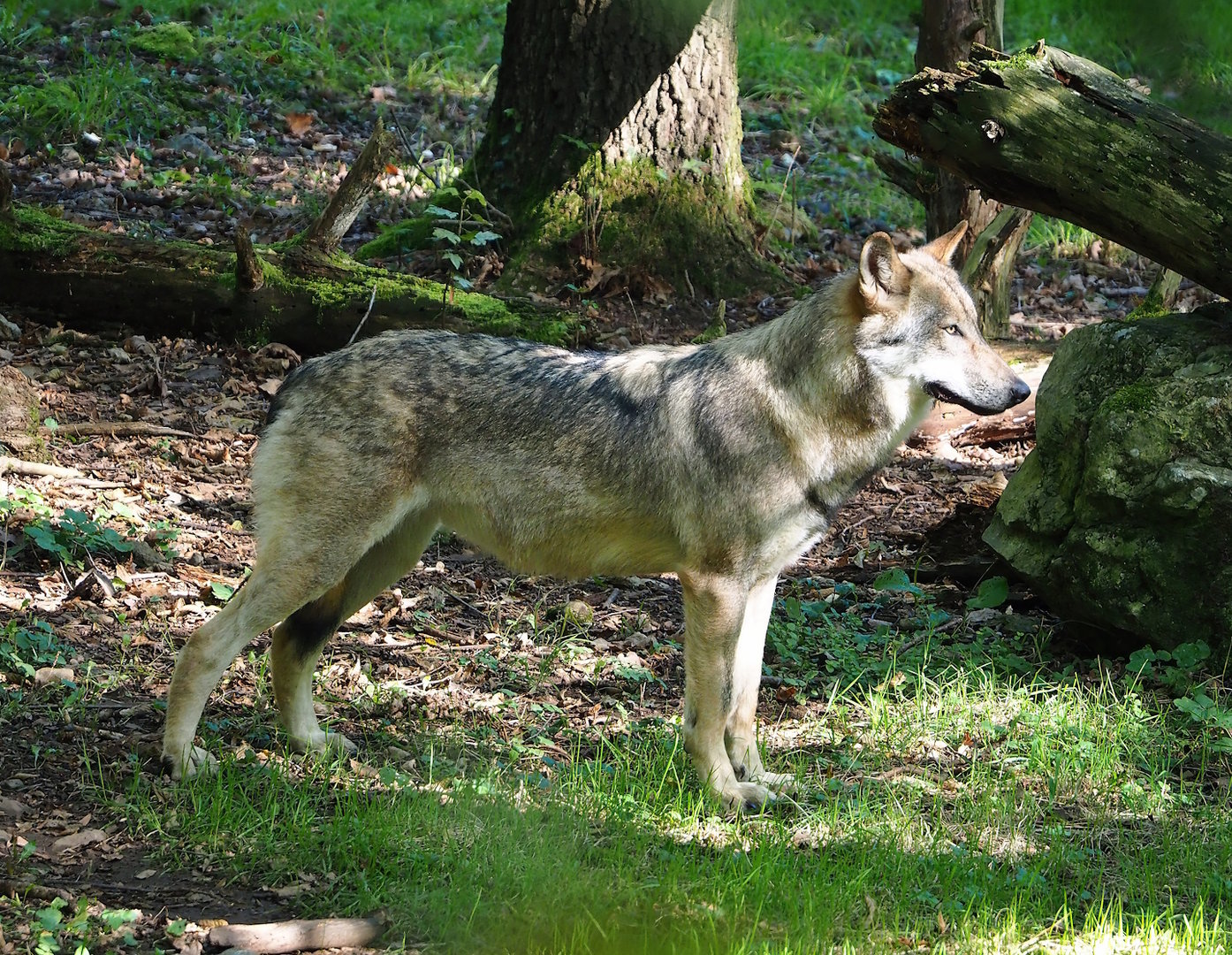 Eurasian grey wolf (Canis lupus lupus), 2023-09-26