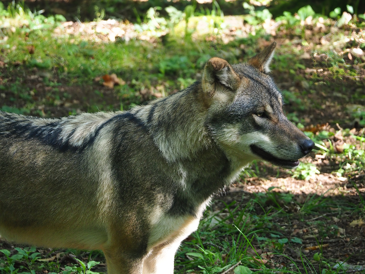 Eurasian grey wolf (Canis lupus lupus), 2023-09-26