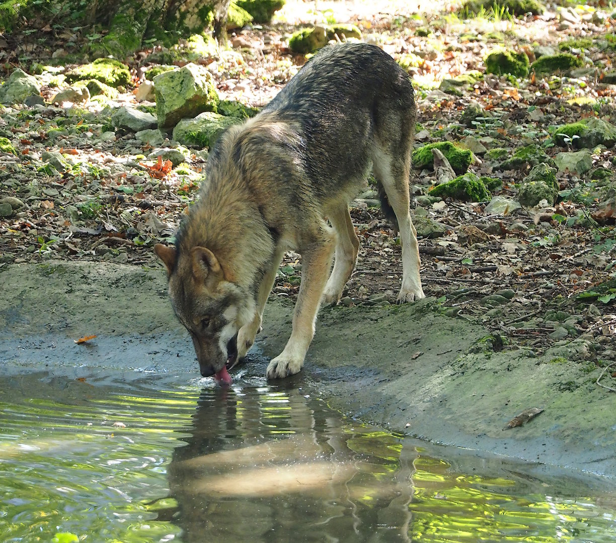 Eurasian grey wolf (Canis lupus lupus), 2023-09-26