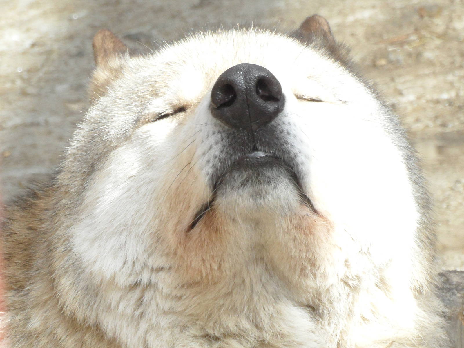 Eurasian grey wolf/Canis lupus lupus