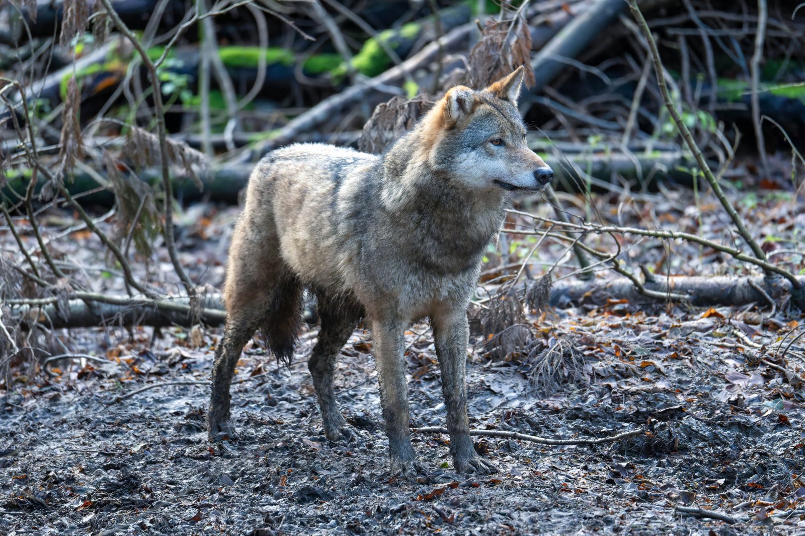 Eurasian grey wolf, CWP, UK