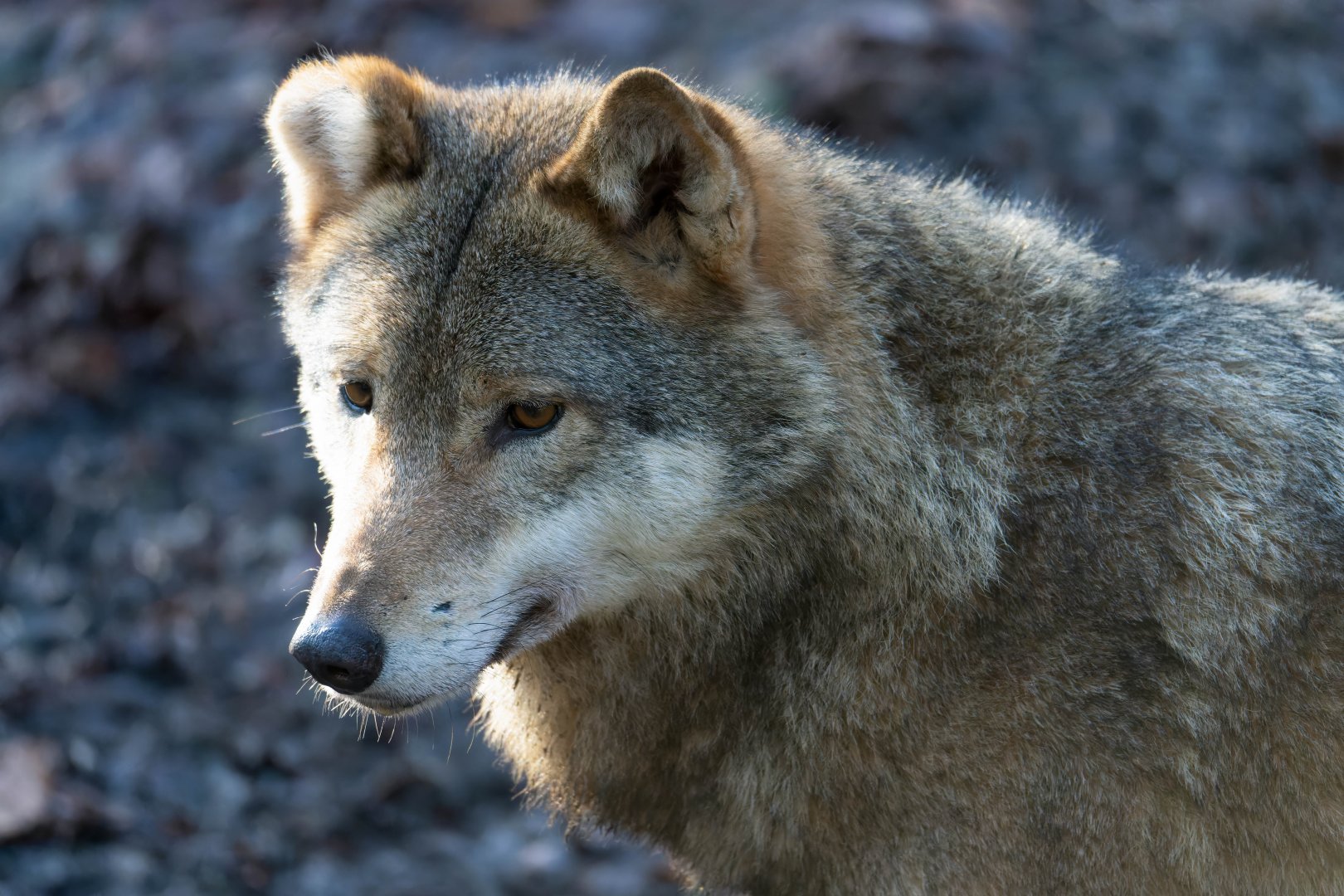 Eurasian grey wolf, CWP, UK