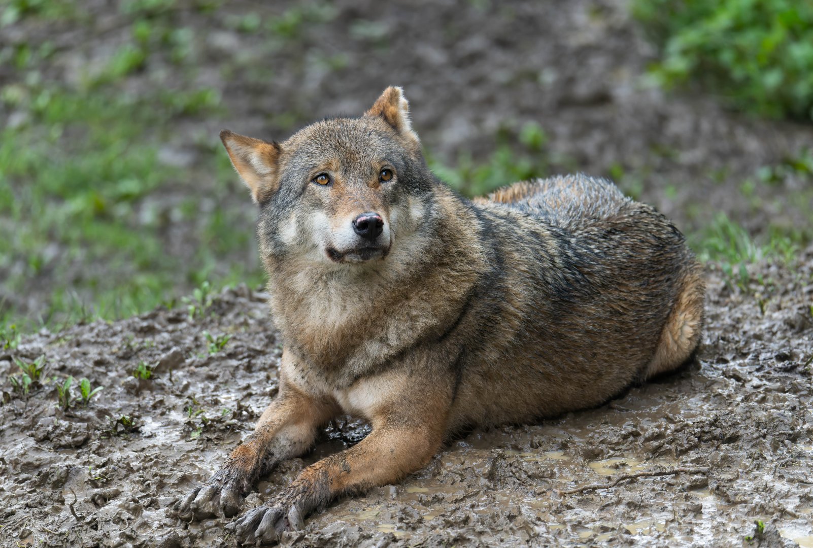 Eurasian grey wolf, CWP, UK