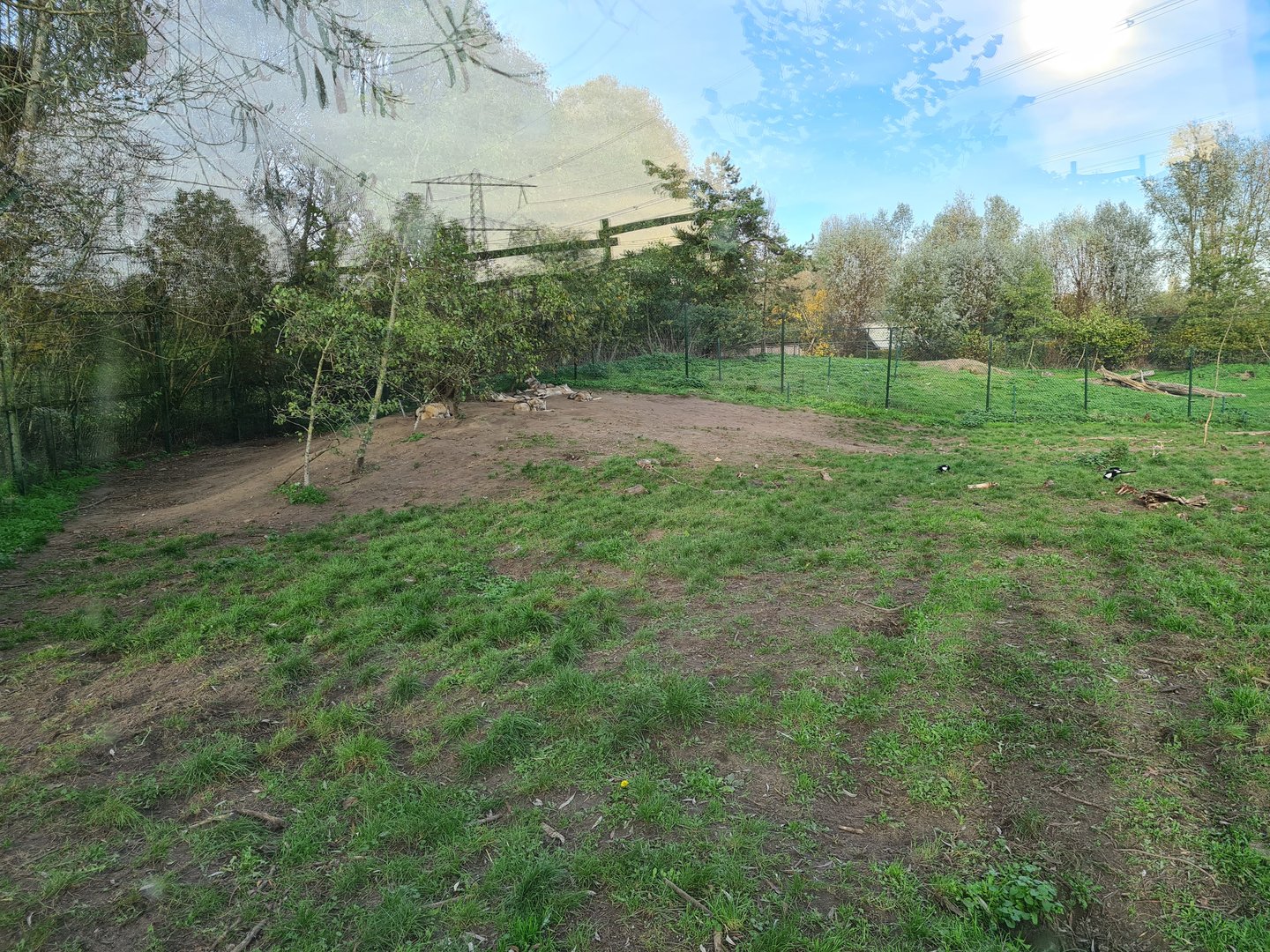 Eurasian grey wolf enclosure