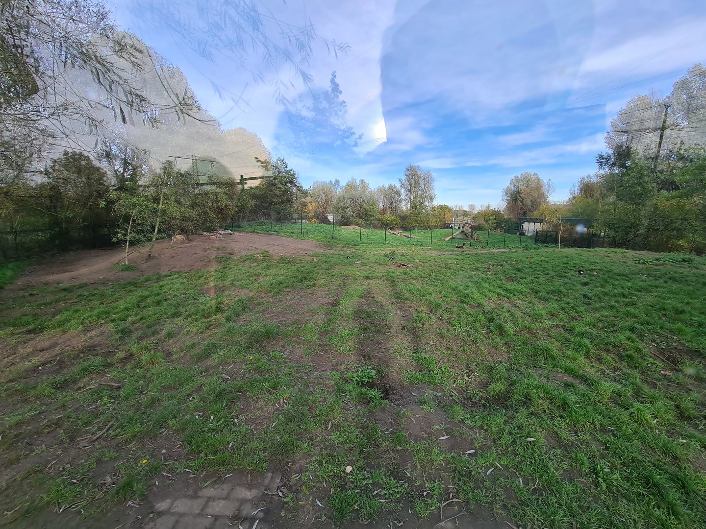 Eurasian grey wolf enclosure