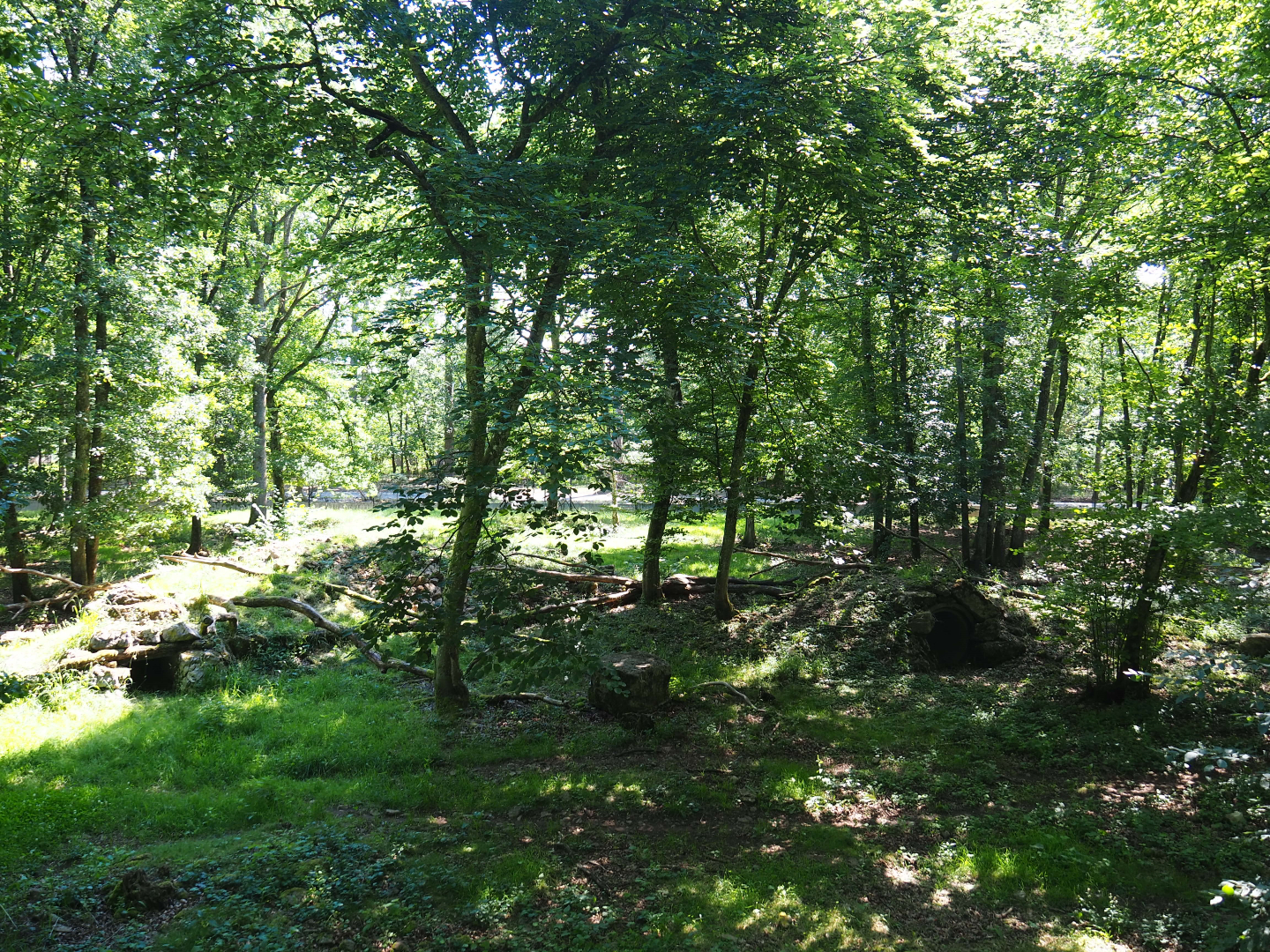Eurasian grey wolf exhibit, 2020-07-12