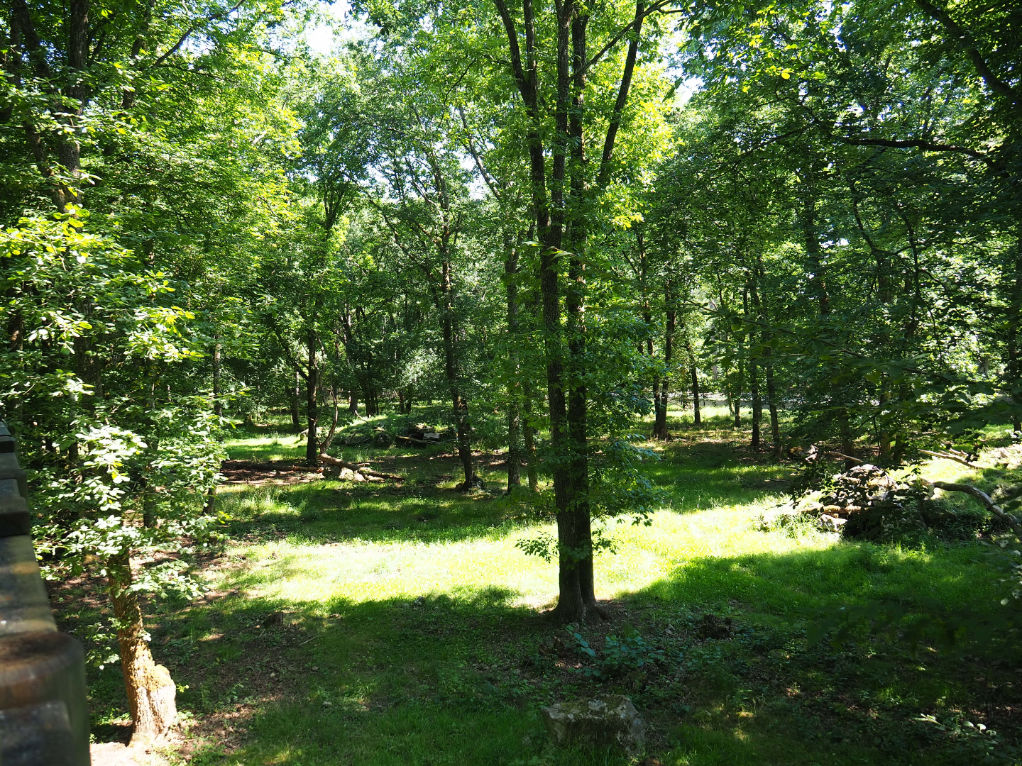 Eurasian grey wolf exhibit, 2020-07-12