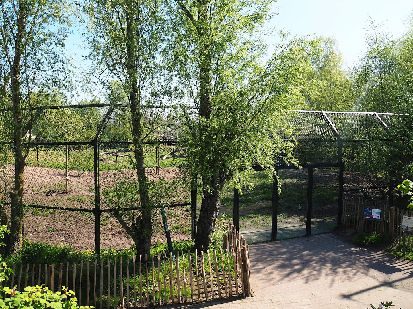 Eurasian grey wolf exhibit, 2023-04-30