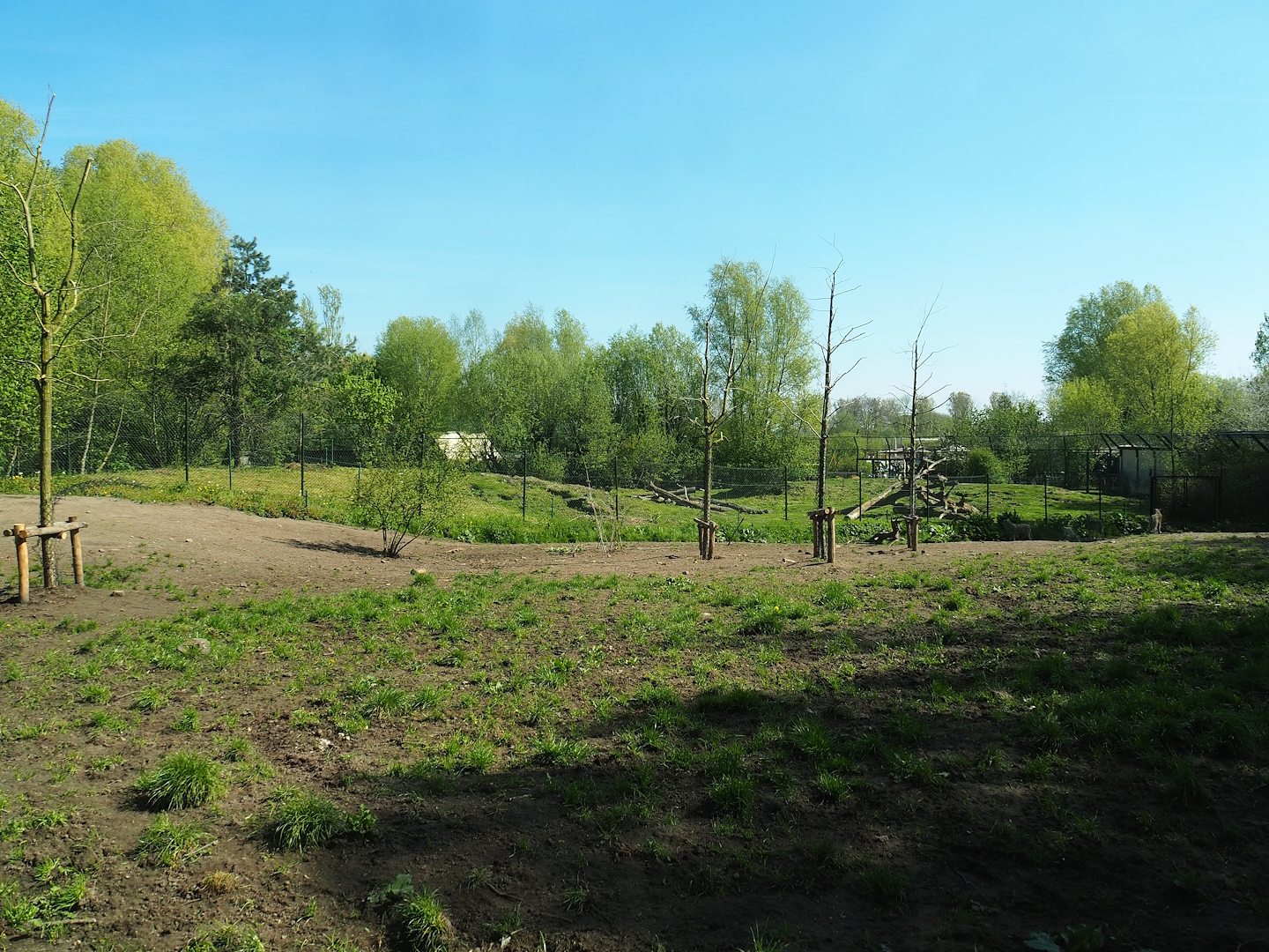 Eurasian grey wolf exhibit, 2023-04-30