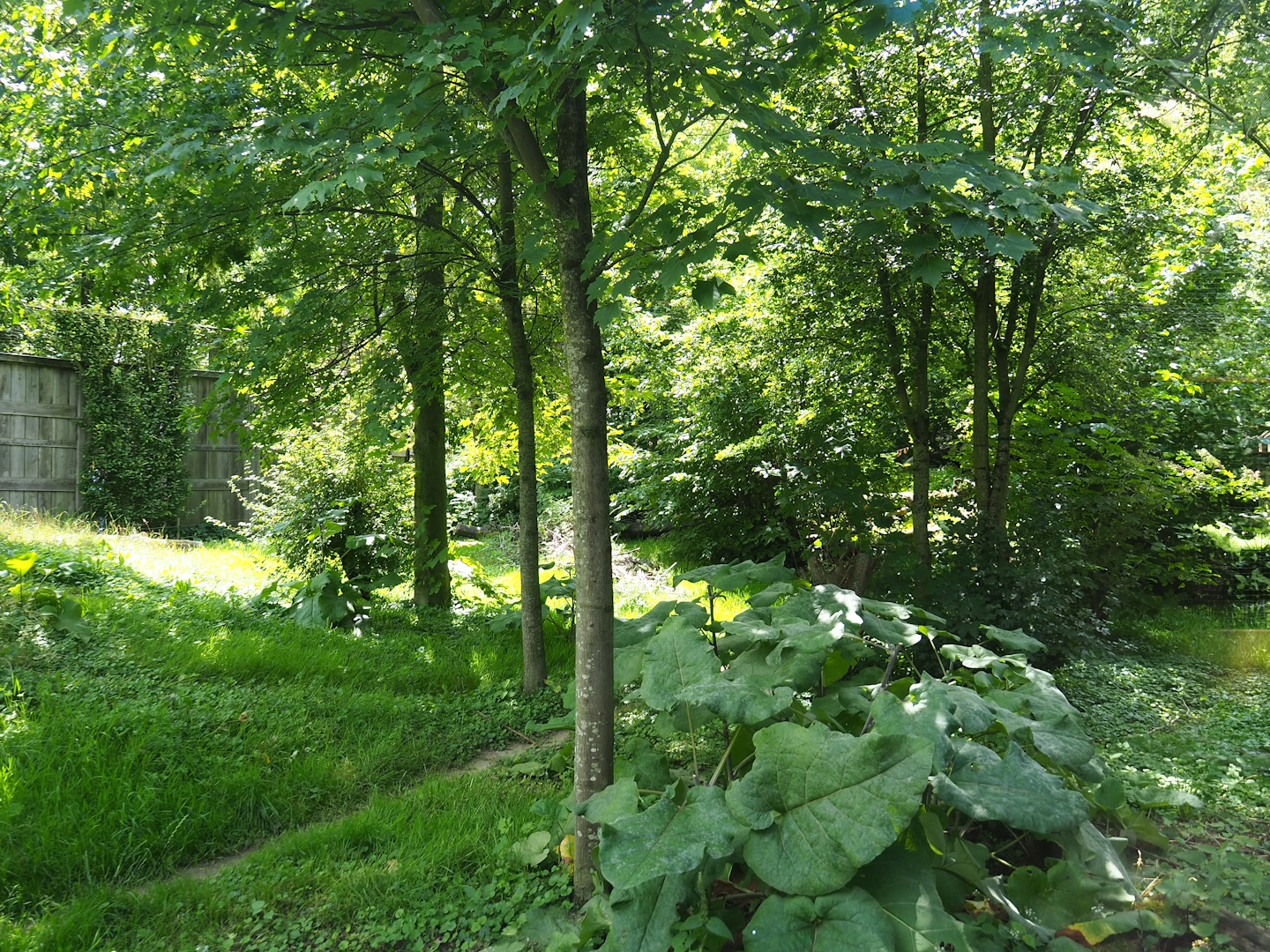 Eurasian grey wolf exhibit, 2023-07-18