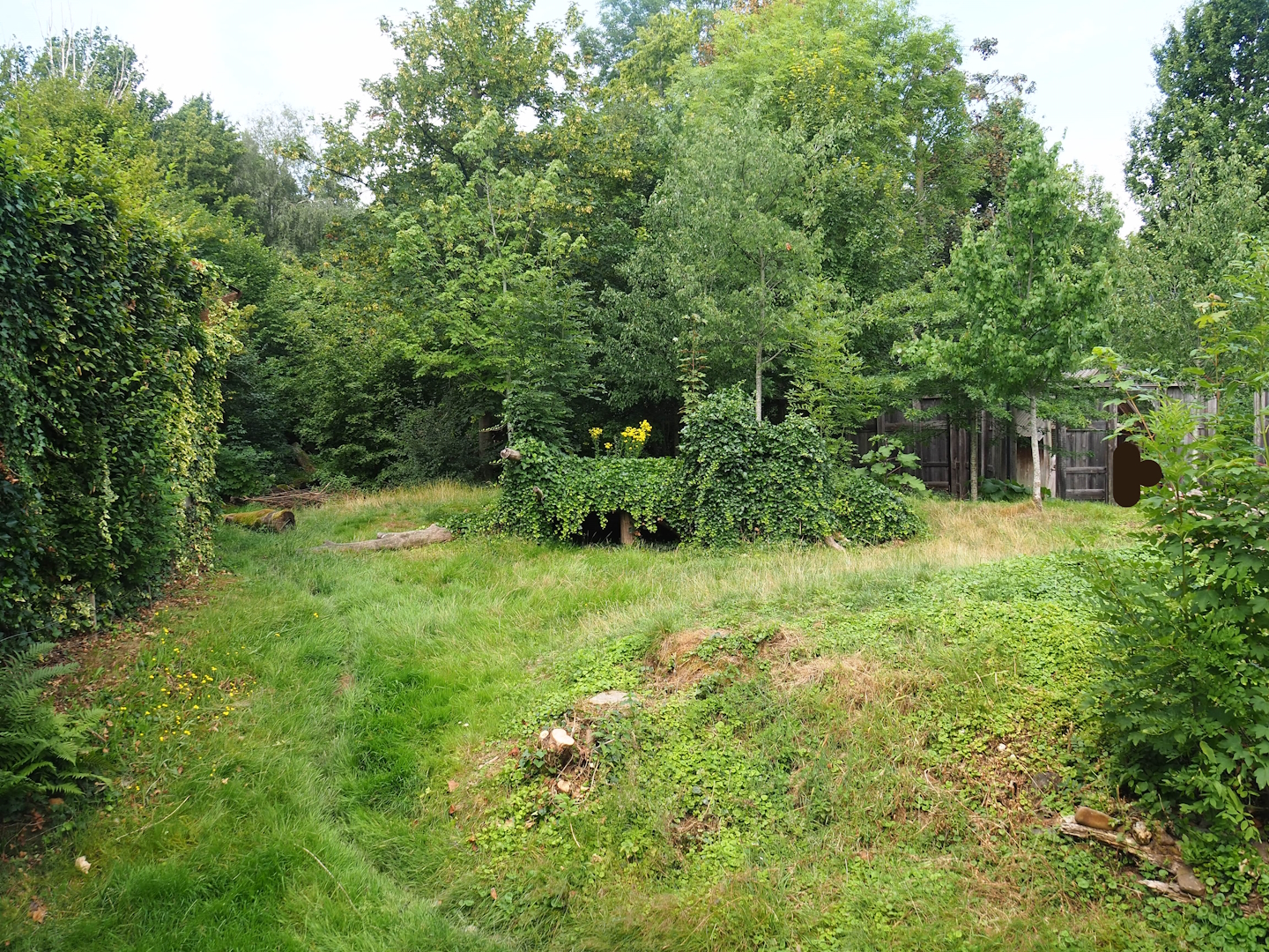 Eurasian grey wolf exhibit, 2023-07-18