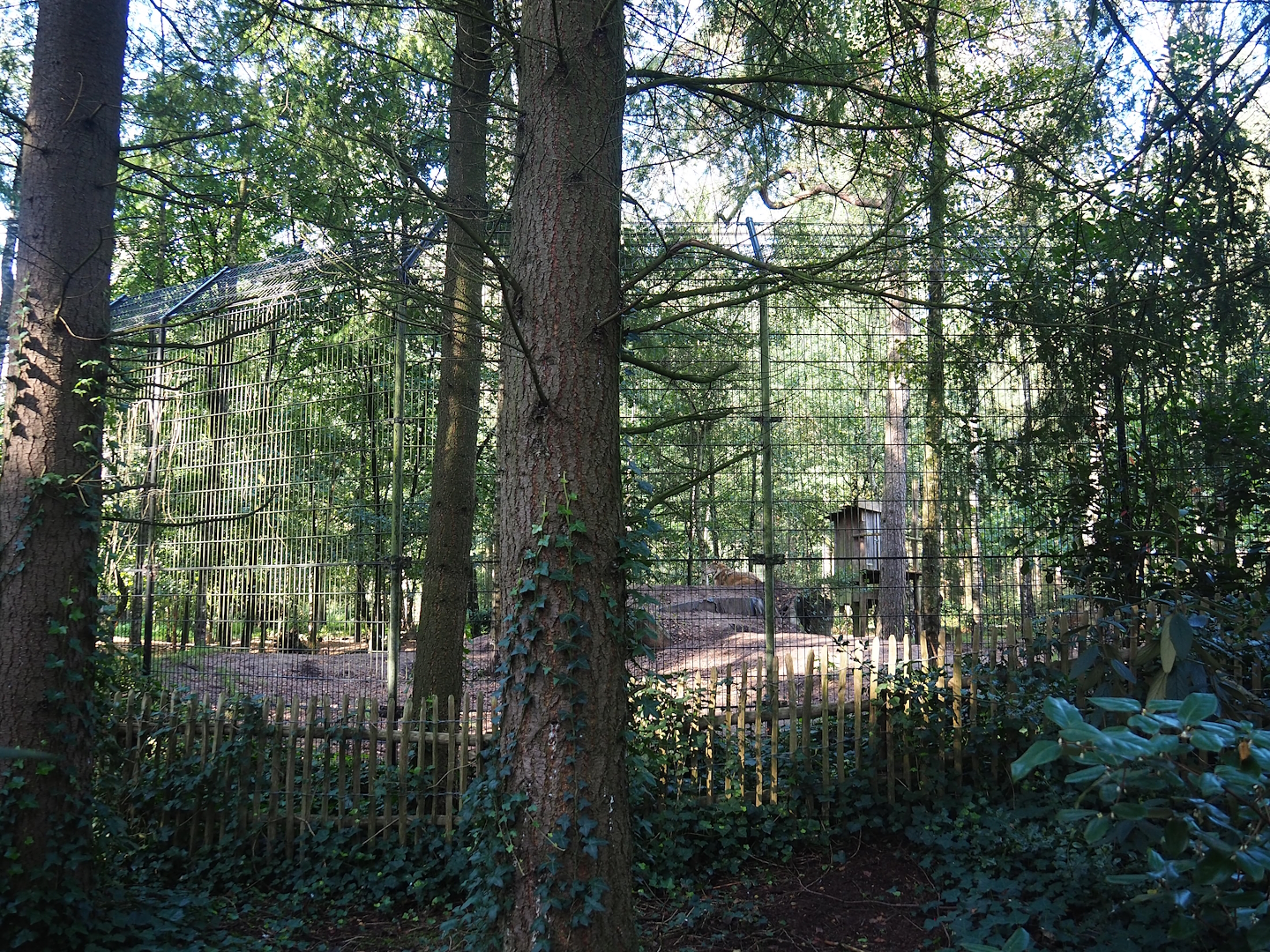 Eurasian grey wolf exhibit, 2023-09-24