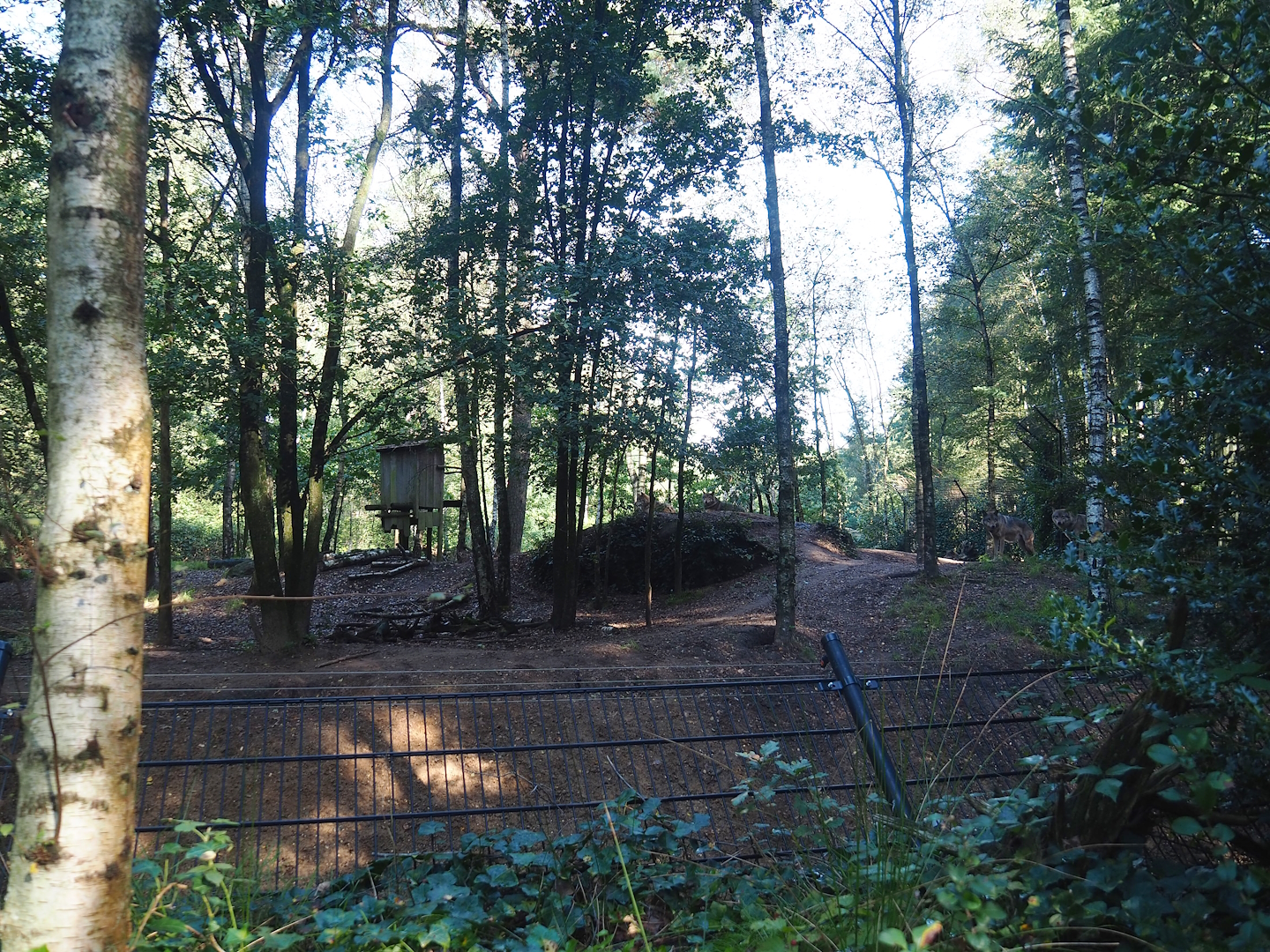 Eurasian grey wolf exhibit, 2023-09-24