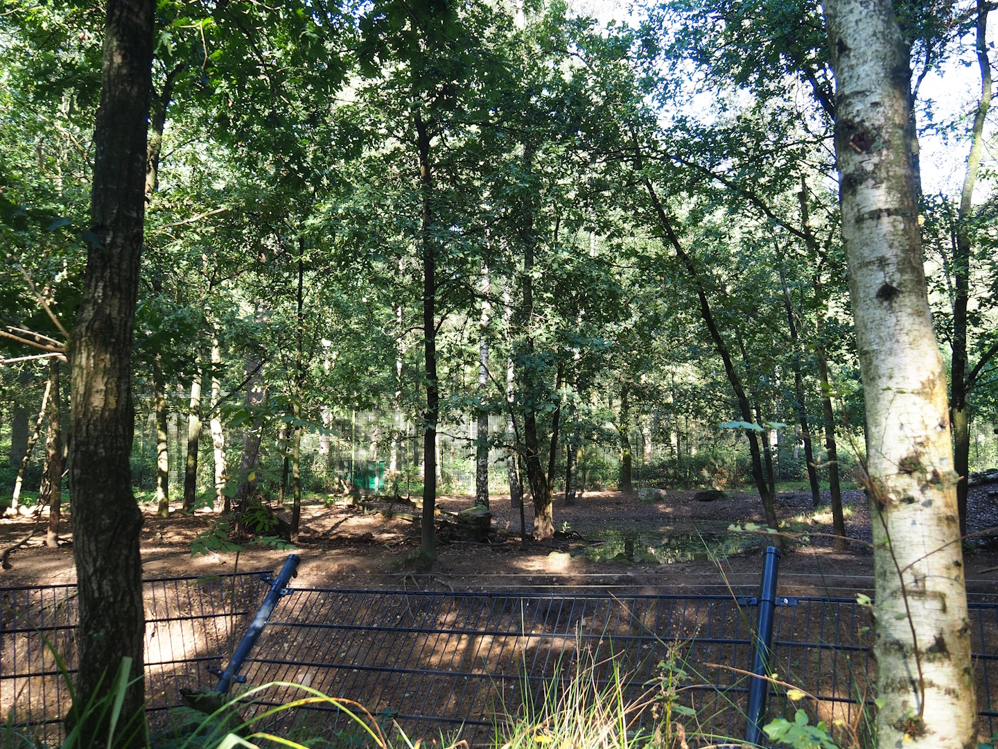 Eurasian grey wolf exhibit, 2023-09-24