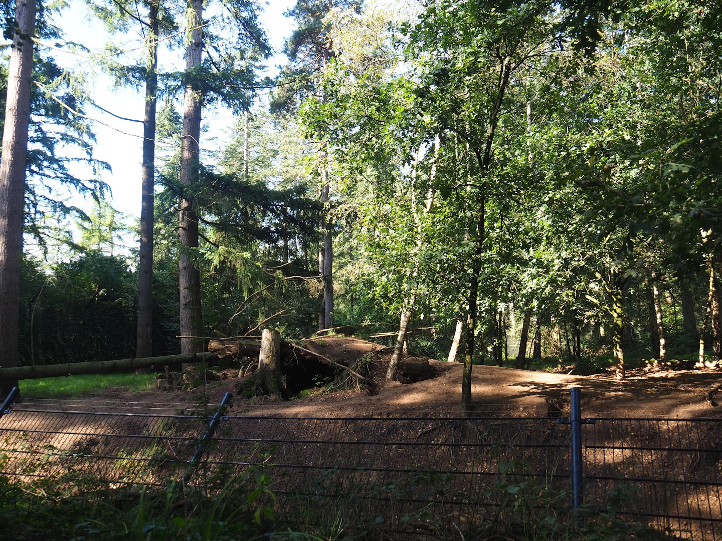 Eurasian grey wolf exhibit, 2023-09-24