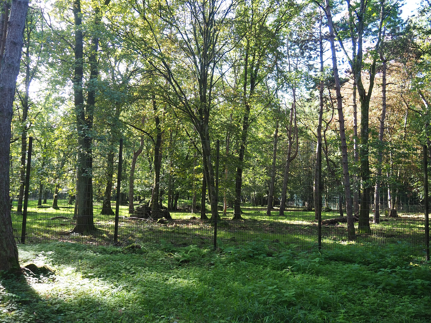 Eurasian grey wolf exhibit, 2023-09-26