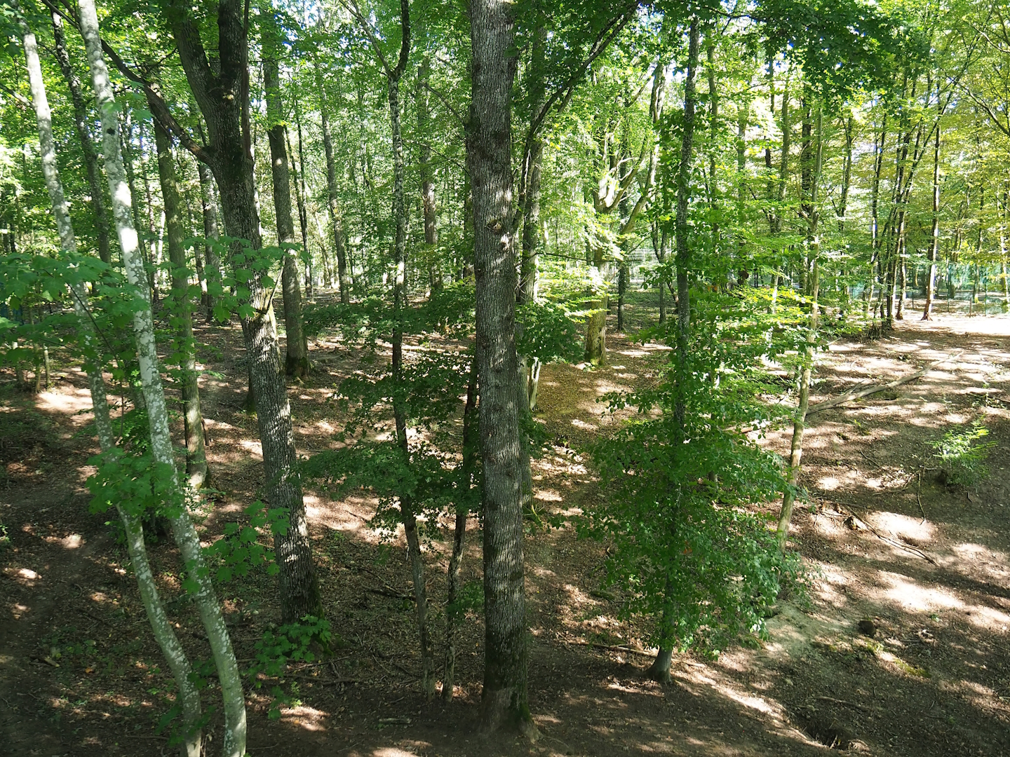 Eurasian grey wolf exhibit, 2023-09-26