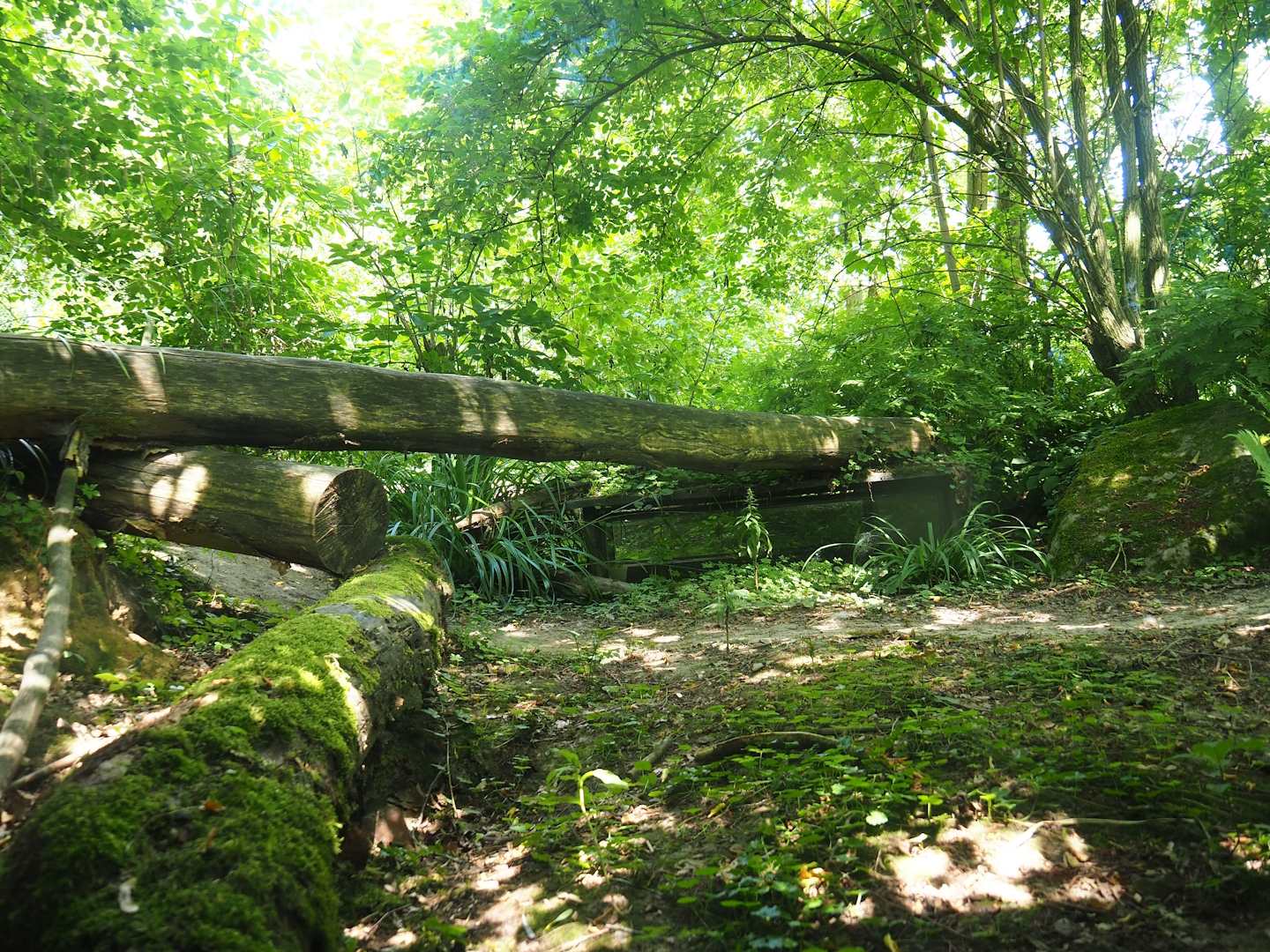 Eurasian grey wolf exhibit - Area near tunnel with visitor pop-up box, 2023-07-18