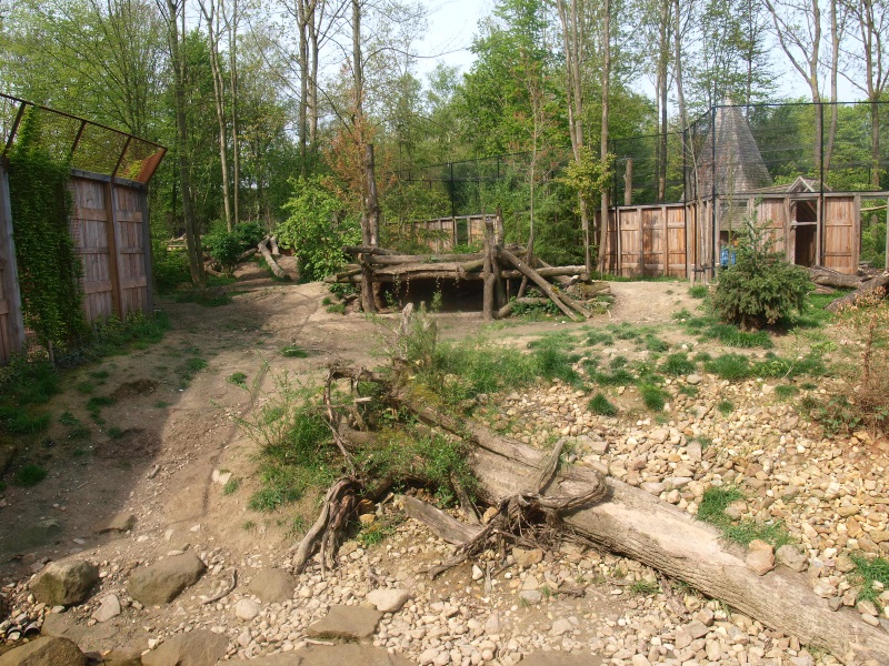 Eurasian grey wolf exhibit (May 2nd, 2015)