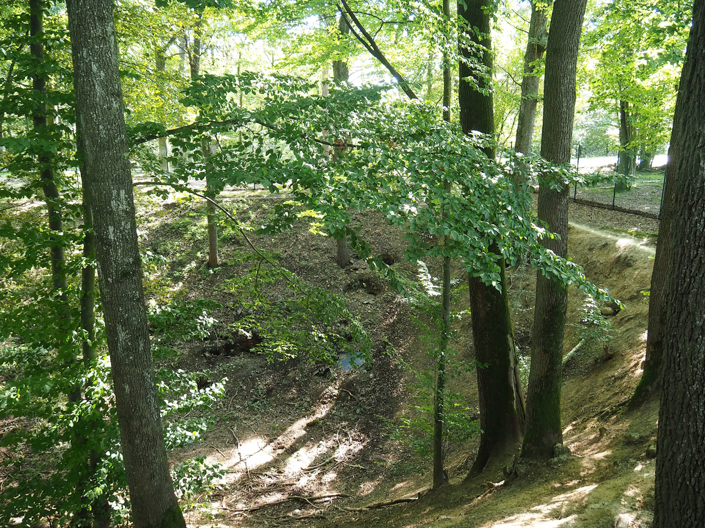 Eurasian grey wolf exhibit - Pit area with dens, 2023-09-26
